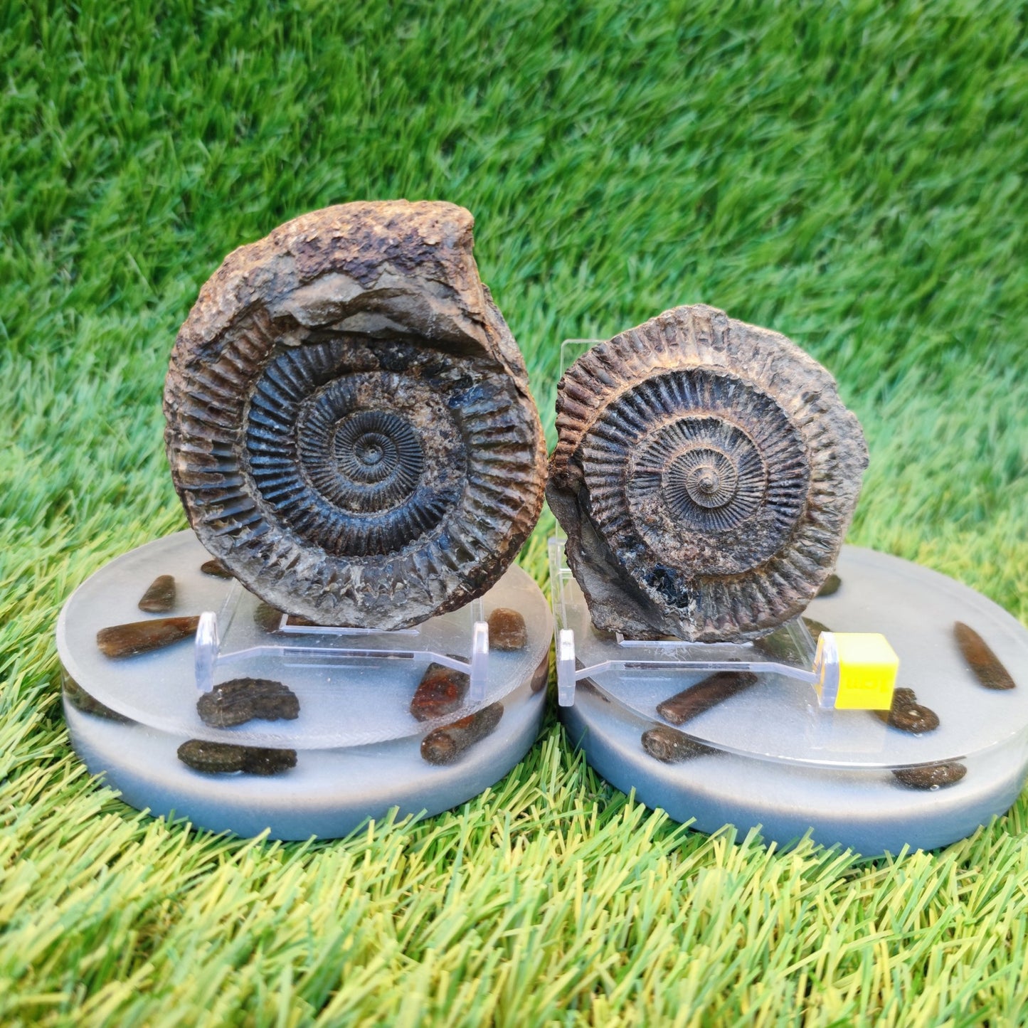 Ammonite fossil split pair Yorkshire Jurassic coast - North Yorkshire Fossils