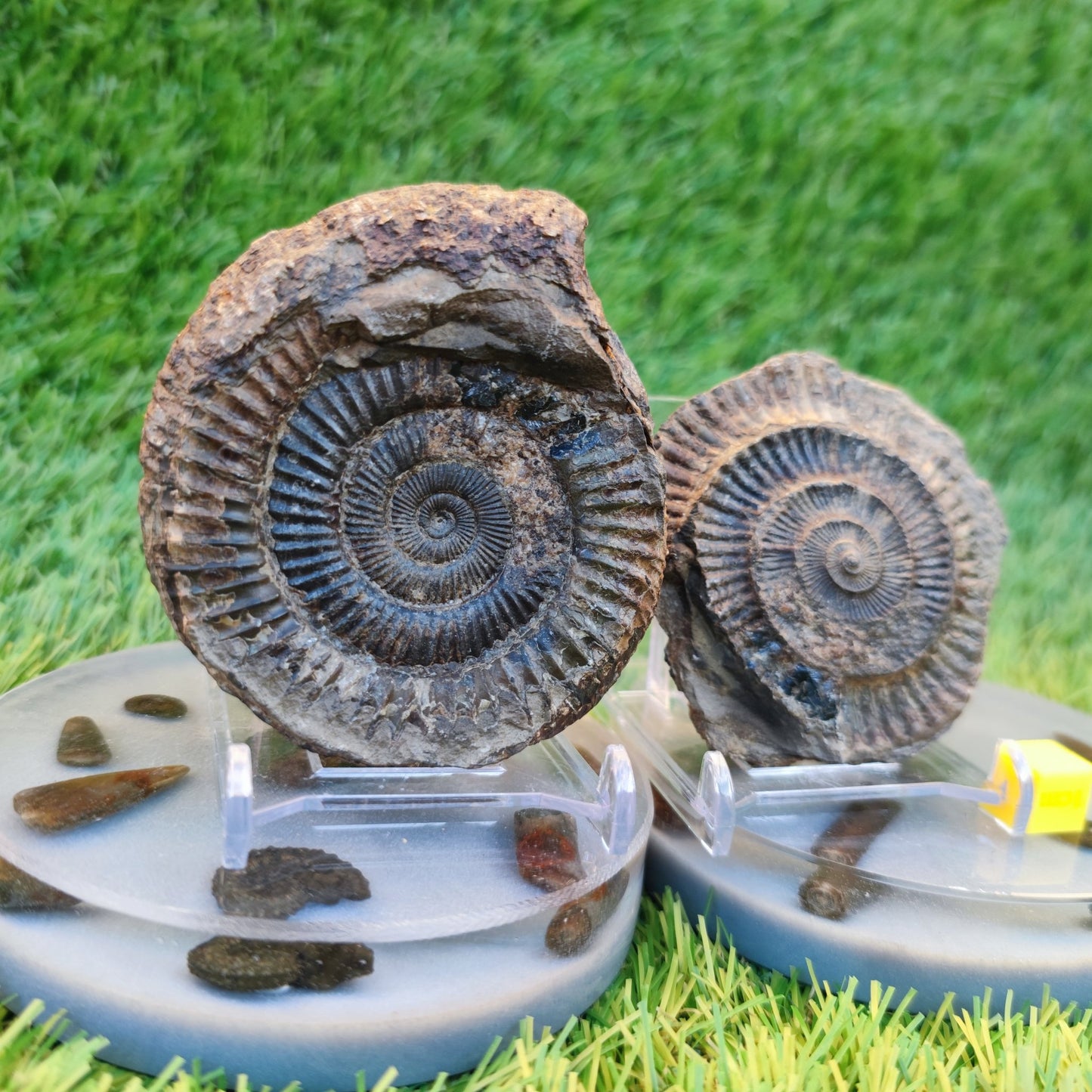 Ammonite fossil split pair Yorkshire Jurassic coast - North Yorkshire Fossils