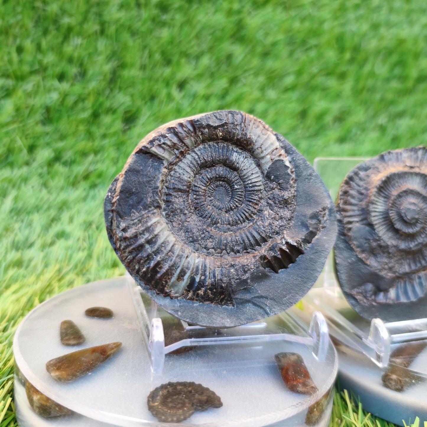 Ammonite fossil split pair Yorkshire Jurassic coast - North Yorkshire Fossils