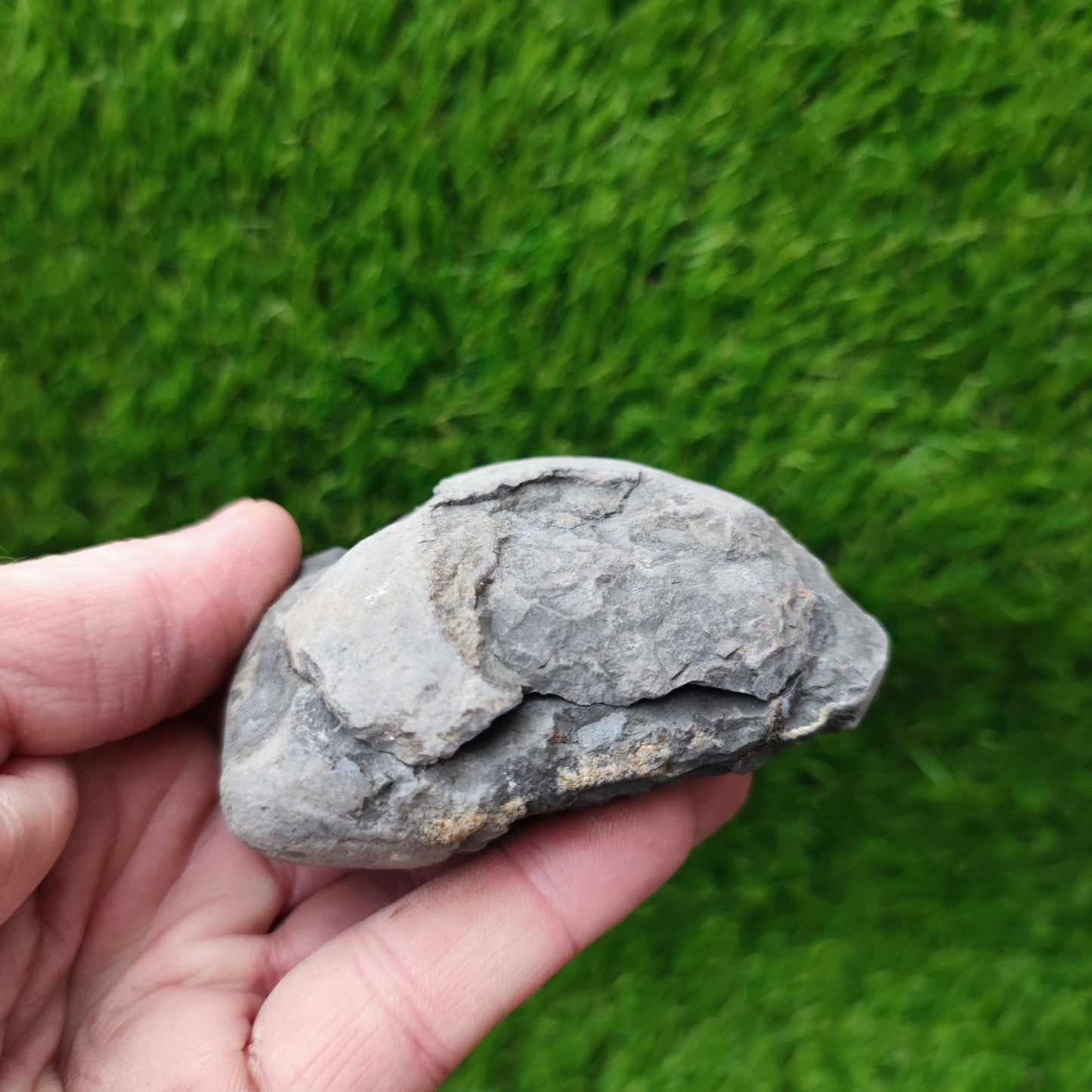 Ammonite fossil split pair Yorkshire UK - North Yorkshire Fossils