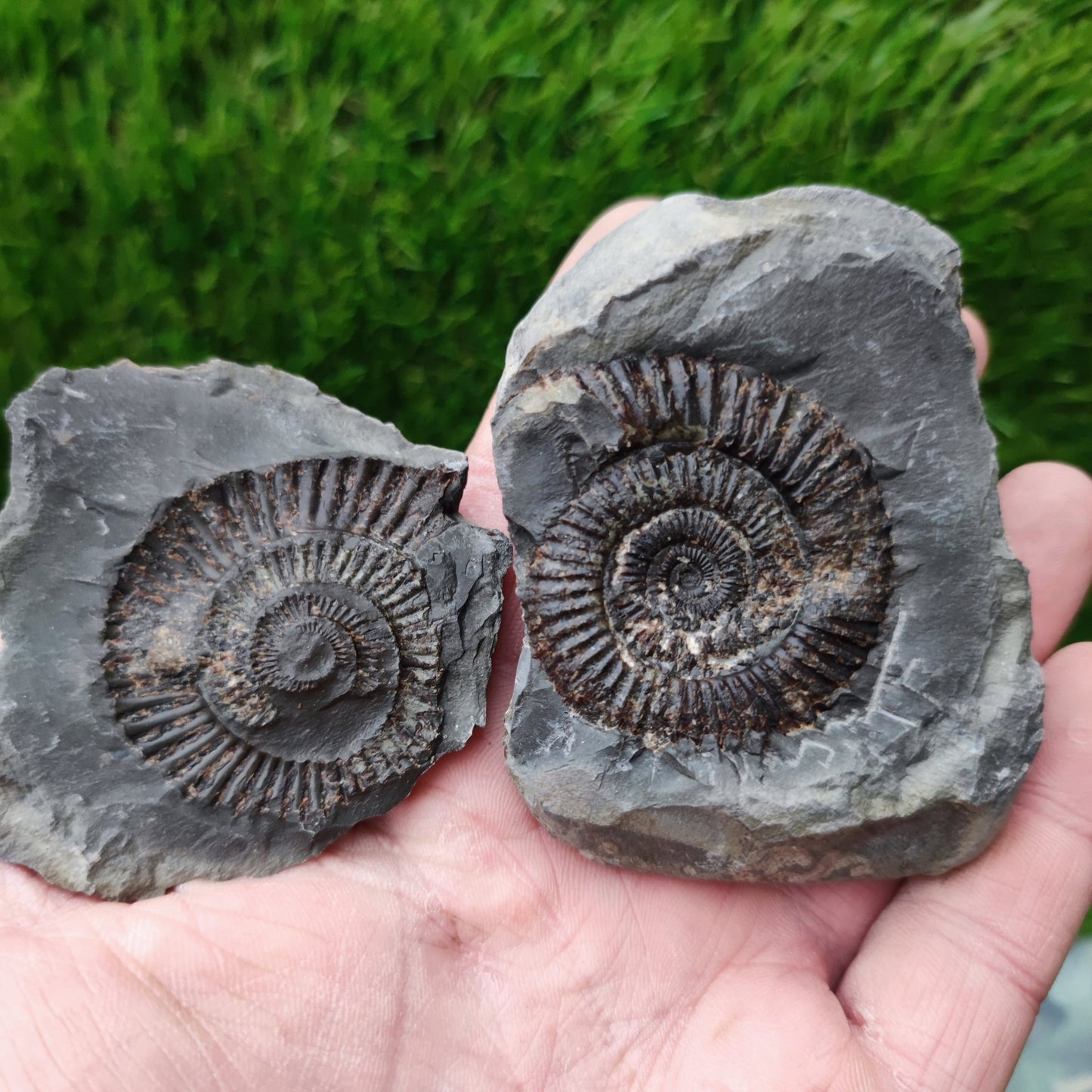 Ammonite fossil split pair Yorkshire UK - North Yorkshire Fossils