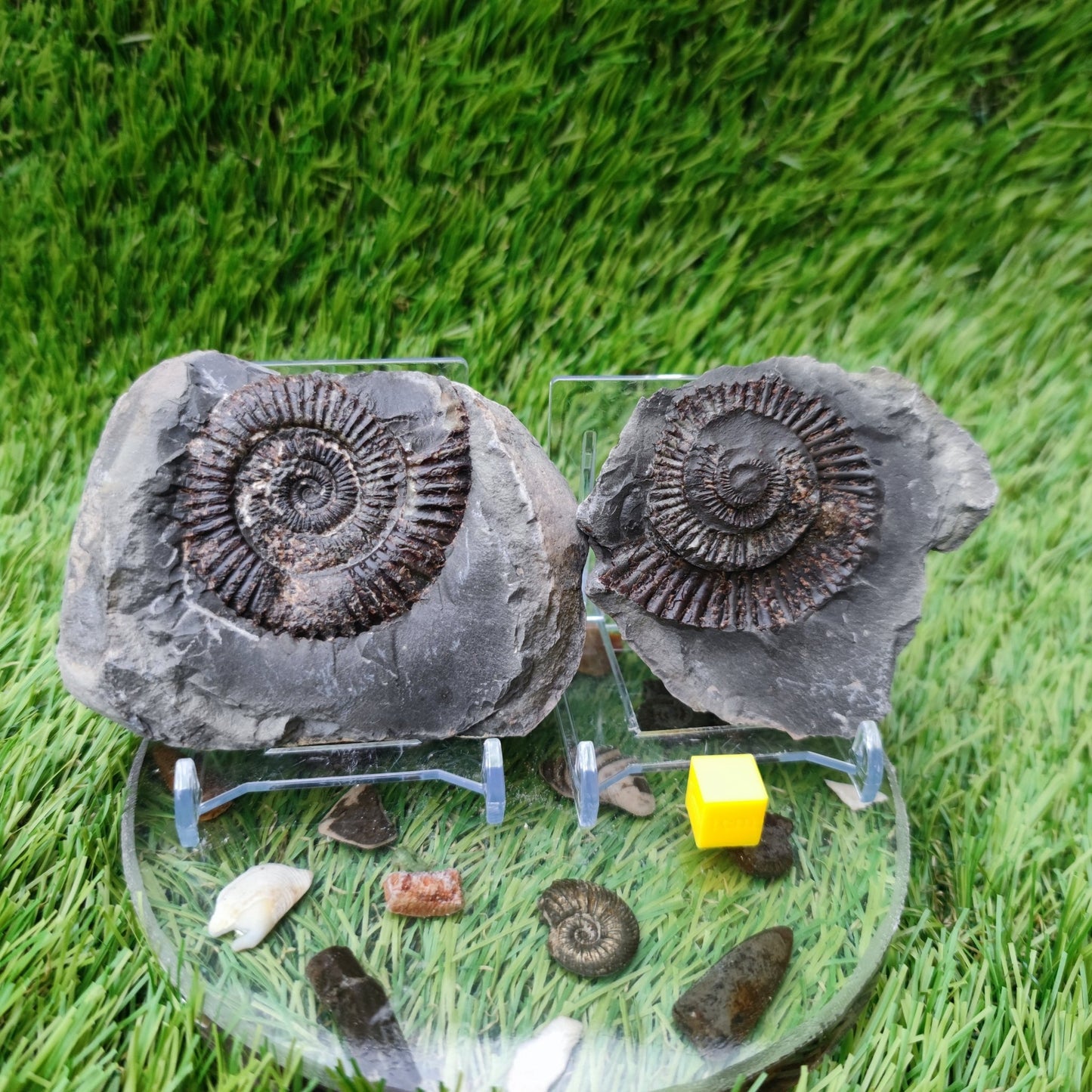 Ammonite fossil split pair Yorkshire UK - North Yorkshire Fossils