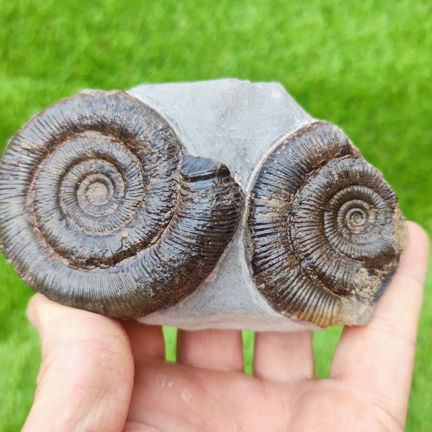Ammonite fossil UK double North Yorkshire - North Yorkshire Fossils