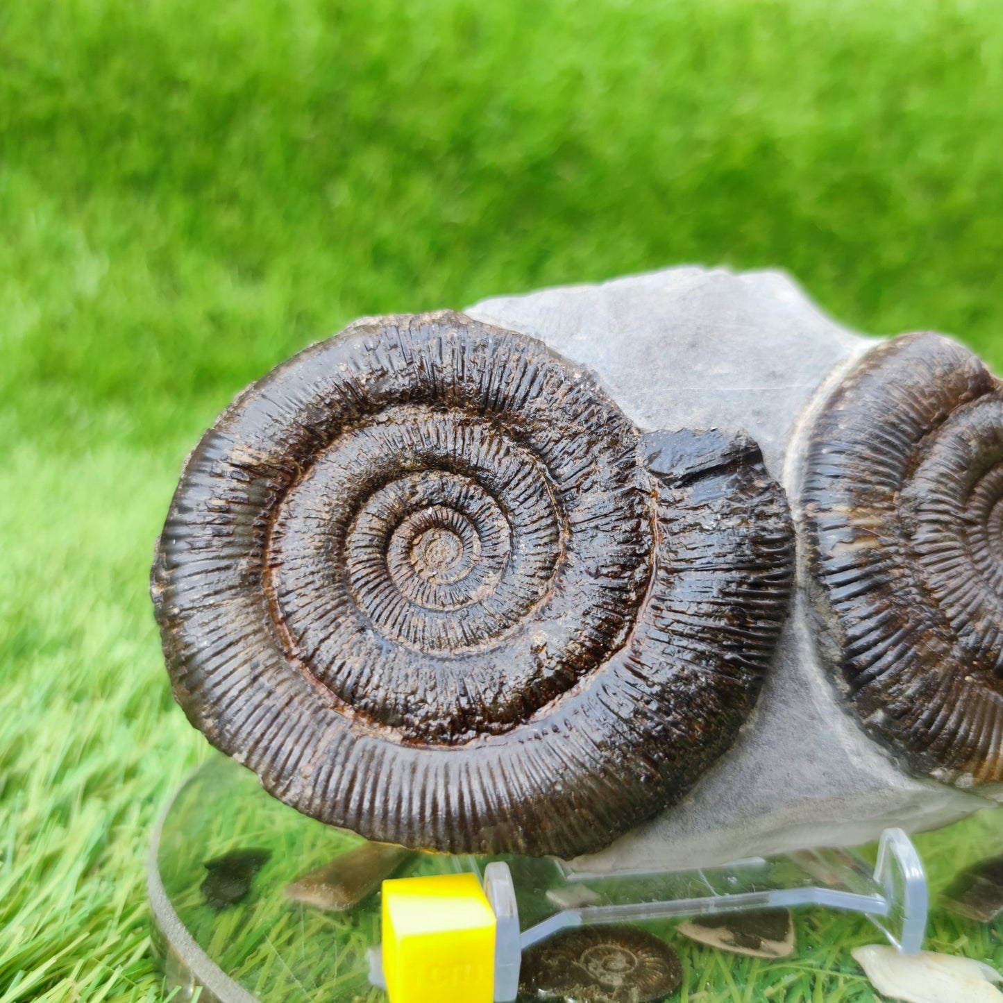 Ammonite fossil UK double North Yorkshire - North Yorkshire Fossils