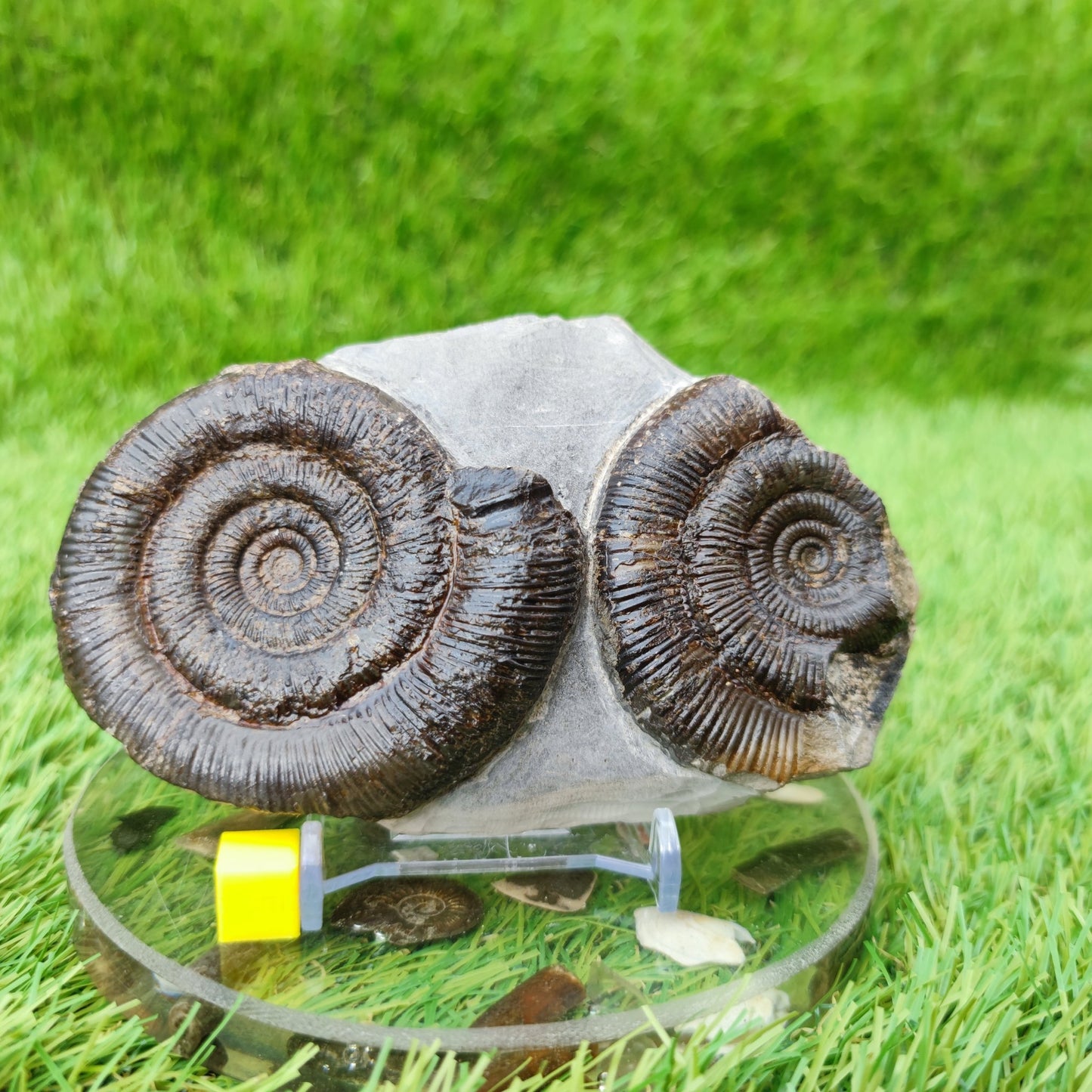 Ammonite fossil UK double North Yorkshire - North Yorkshire Fossils