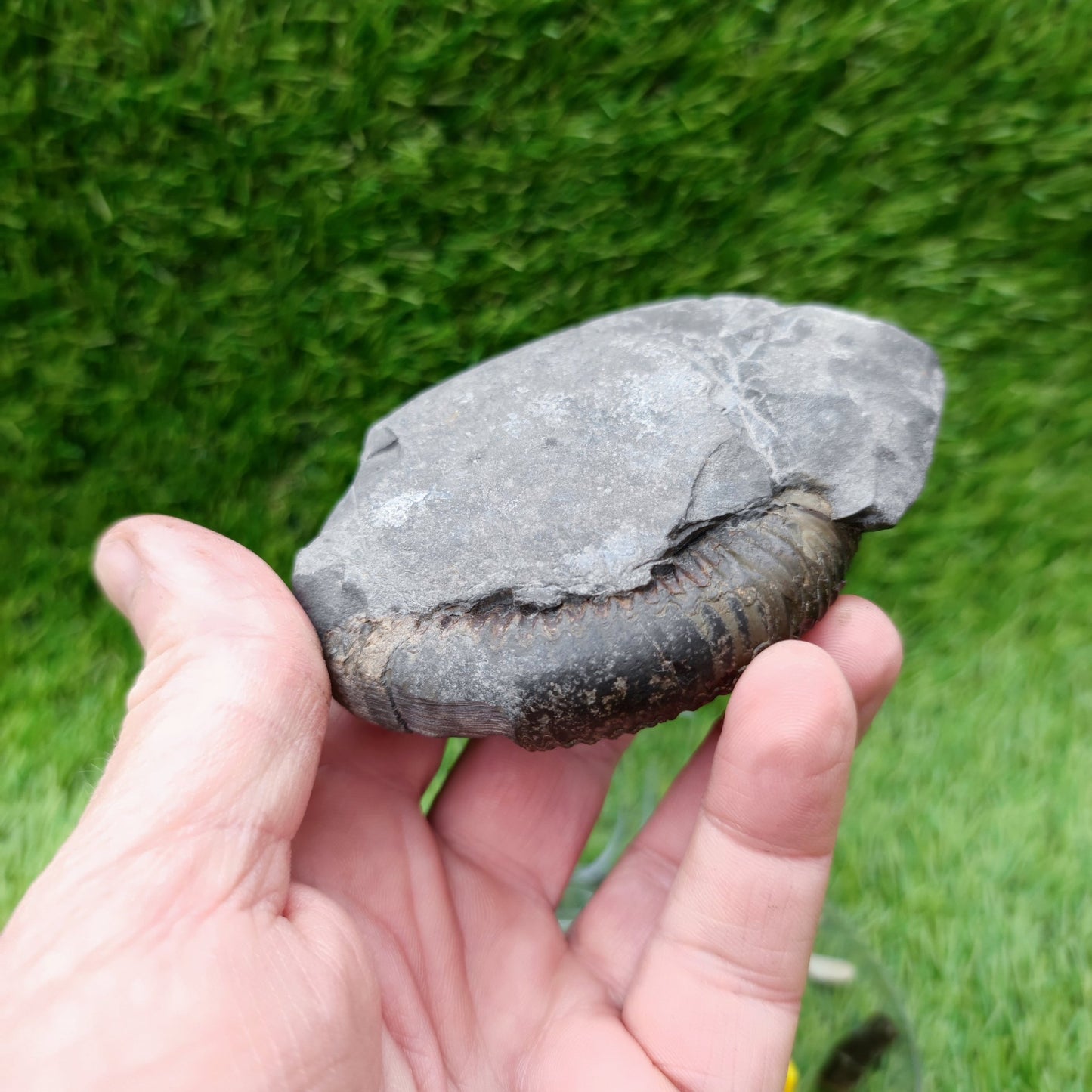Ammonite fossil Whitby big with calcite crystal - North Yorkshire Fossils