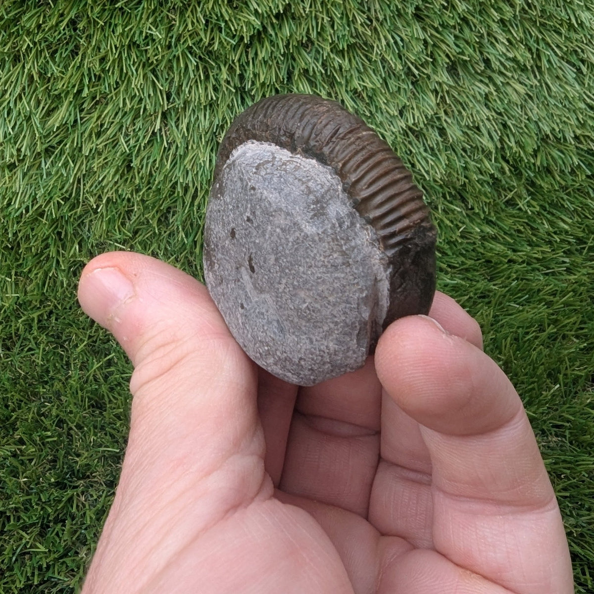 Ammonite fossil - Whitby Jurassic coast - North Yorkshire Fossils
