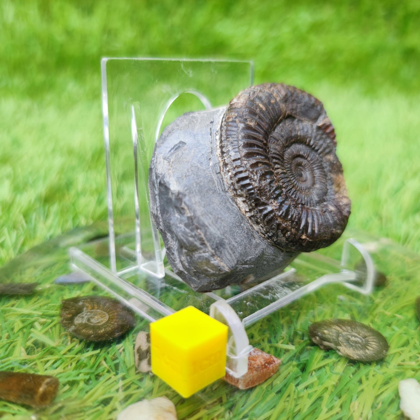 Ammonite fossil Whitby Yorkshire UK - North Yorkshire Fossils