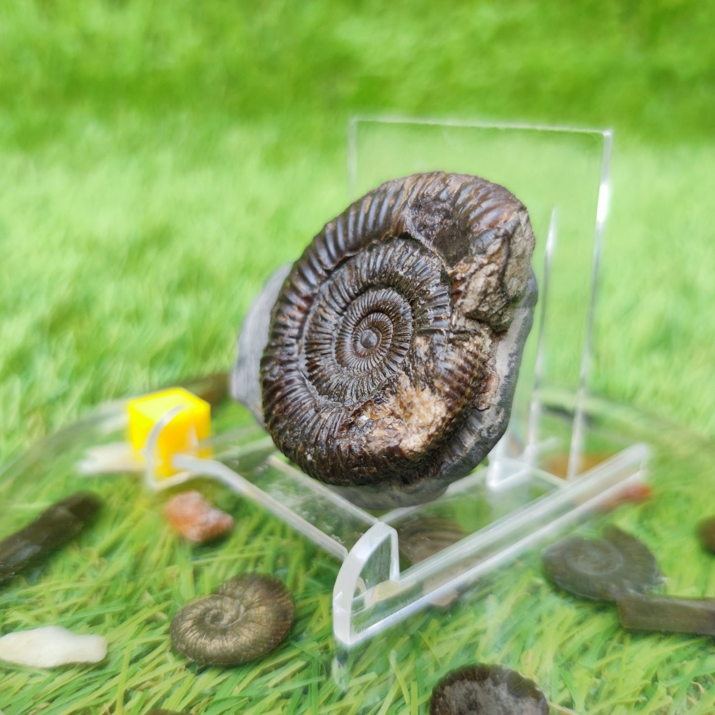 Ammonite fossil Whitby Yorkshire UK - North Yorkshire Fossils