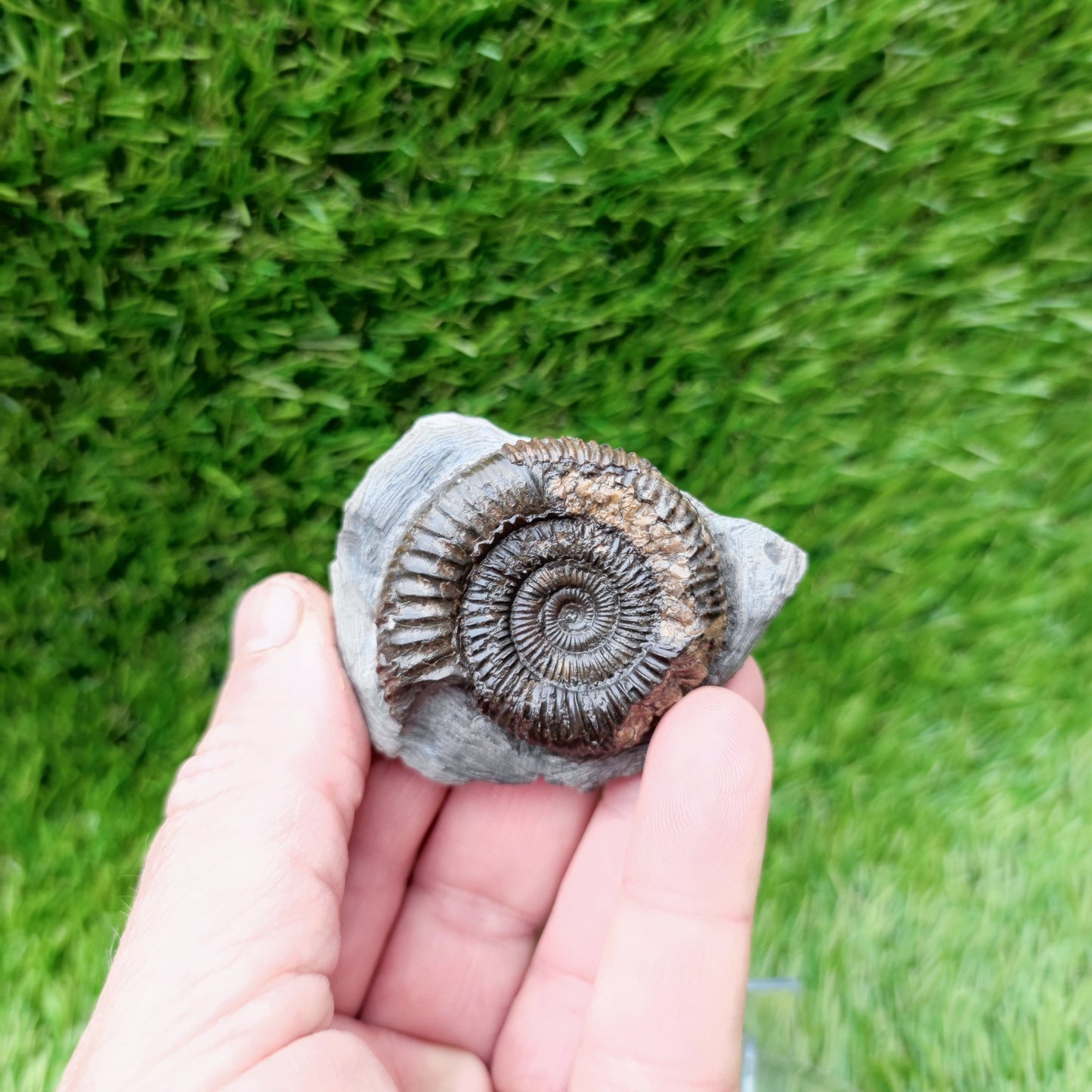 Ammonite fossil Yorkshire Jurassic coast - North Yorkshire Fossils