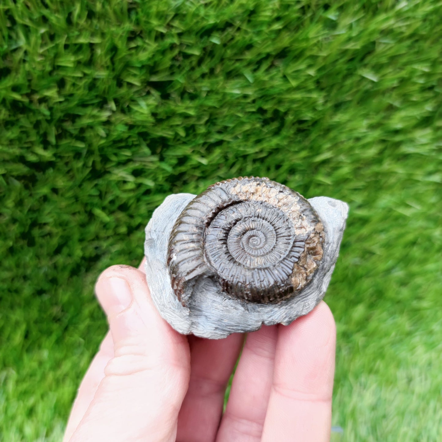 Ammonite fossil Yorkshire Jurassic coast - North Yorkshire Fossils