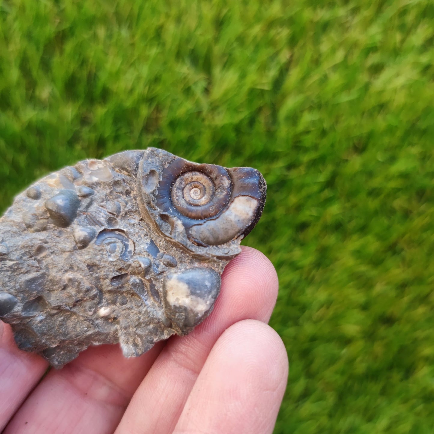 Ammonite & shell cluster block Holderness coast Yorkshire - North Yorkshire Fossils