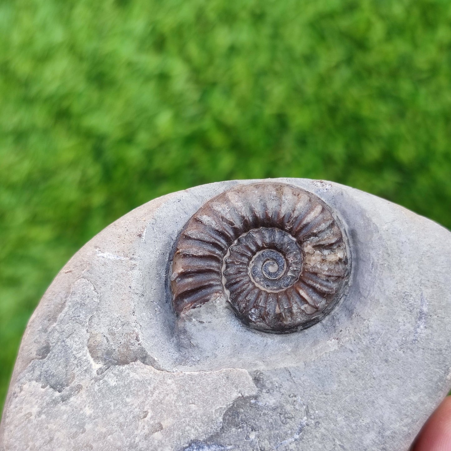 Arnioceras ammonite fossil North Yorkshire fossils - North Yorkshire Fossils
