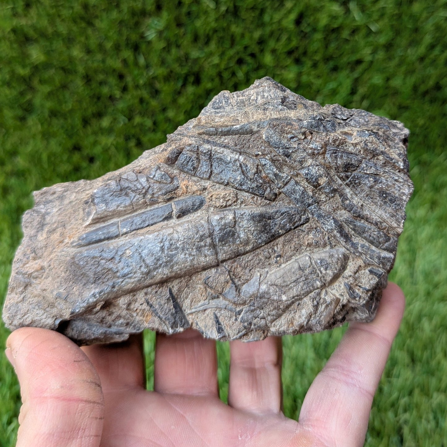 Belemnite battlefield/ deathbed North Yorkshire fossils - North Yorkshire Fossils