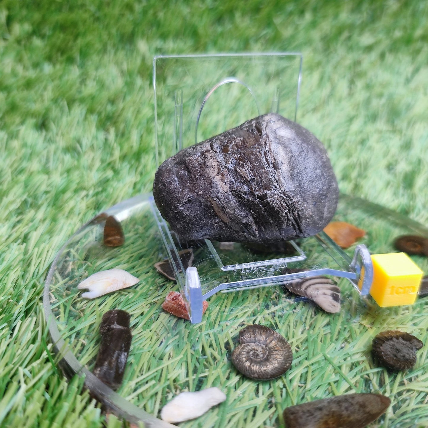 Belemnite phragmocone Yorkshire fossil - North Yorkshire Fossils