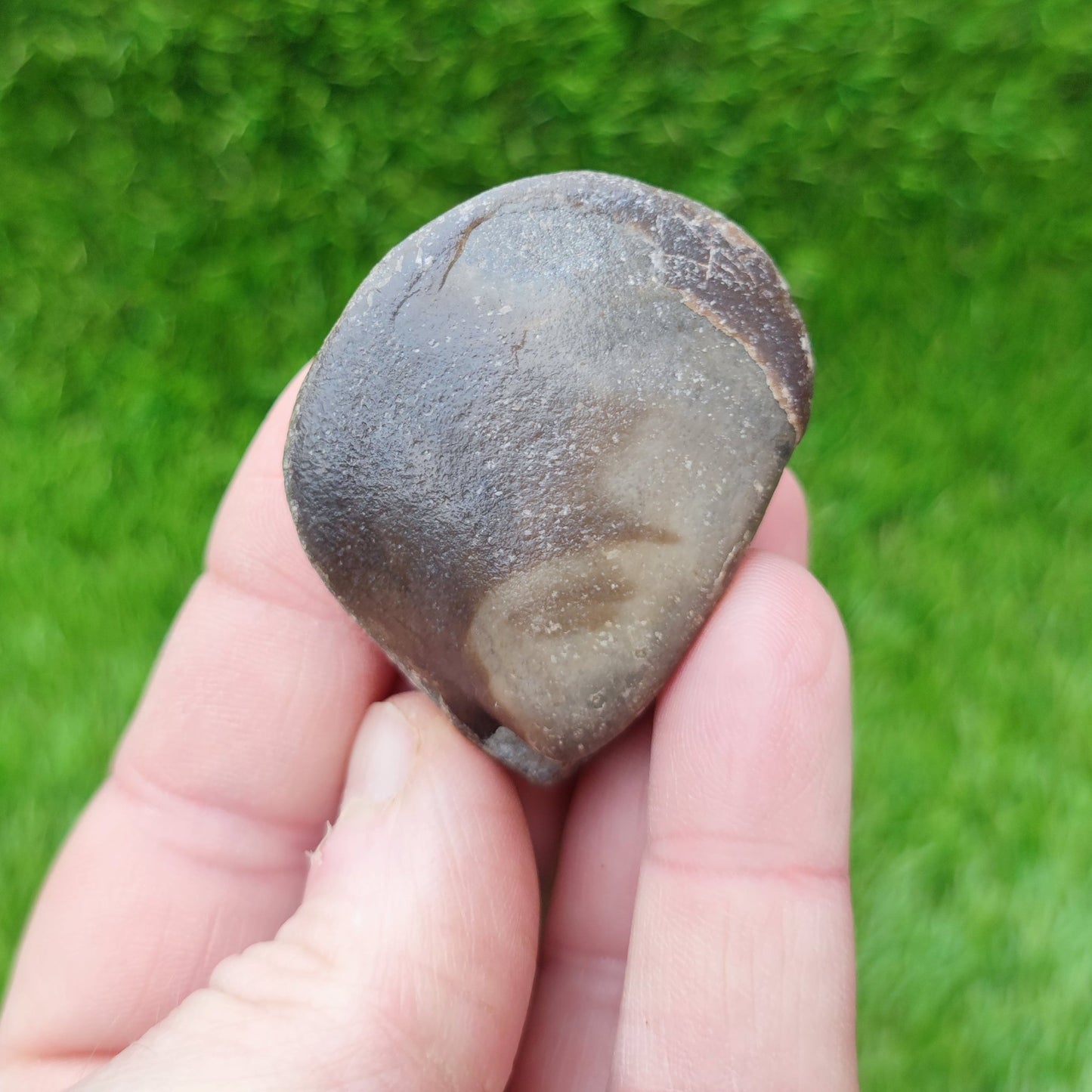 Bivalve shell fossil Redcar North Yorkshire fossils - North Yorkshire Fossils