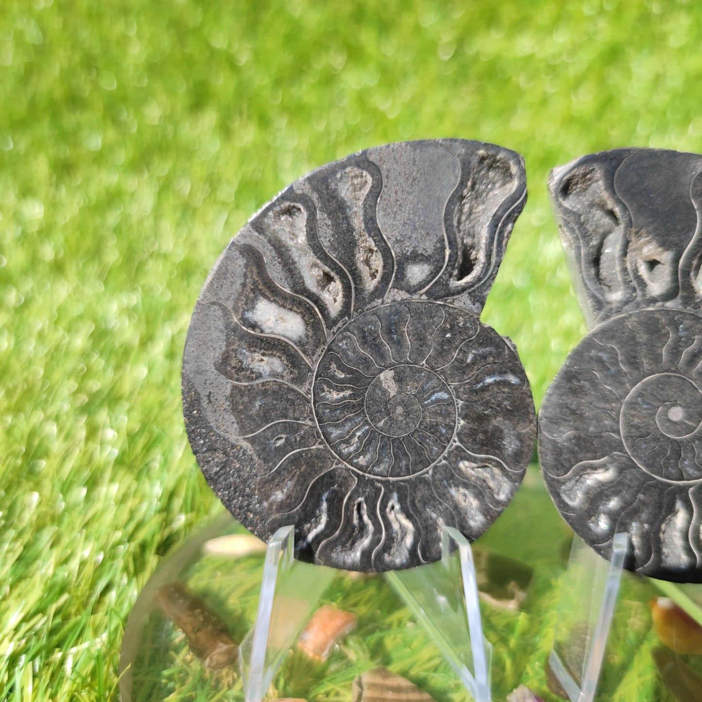 Black Madagascar ammonite - North Yorkshire Fossils