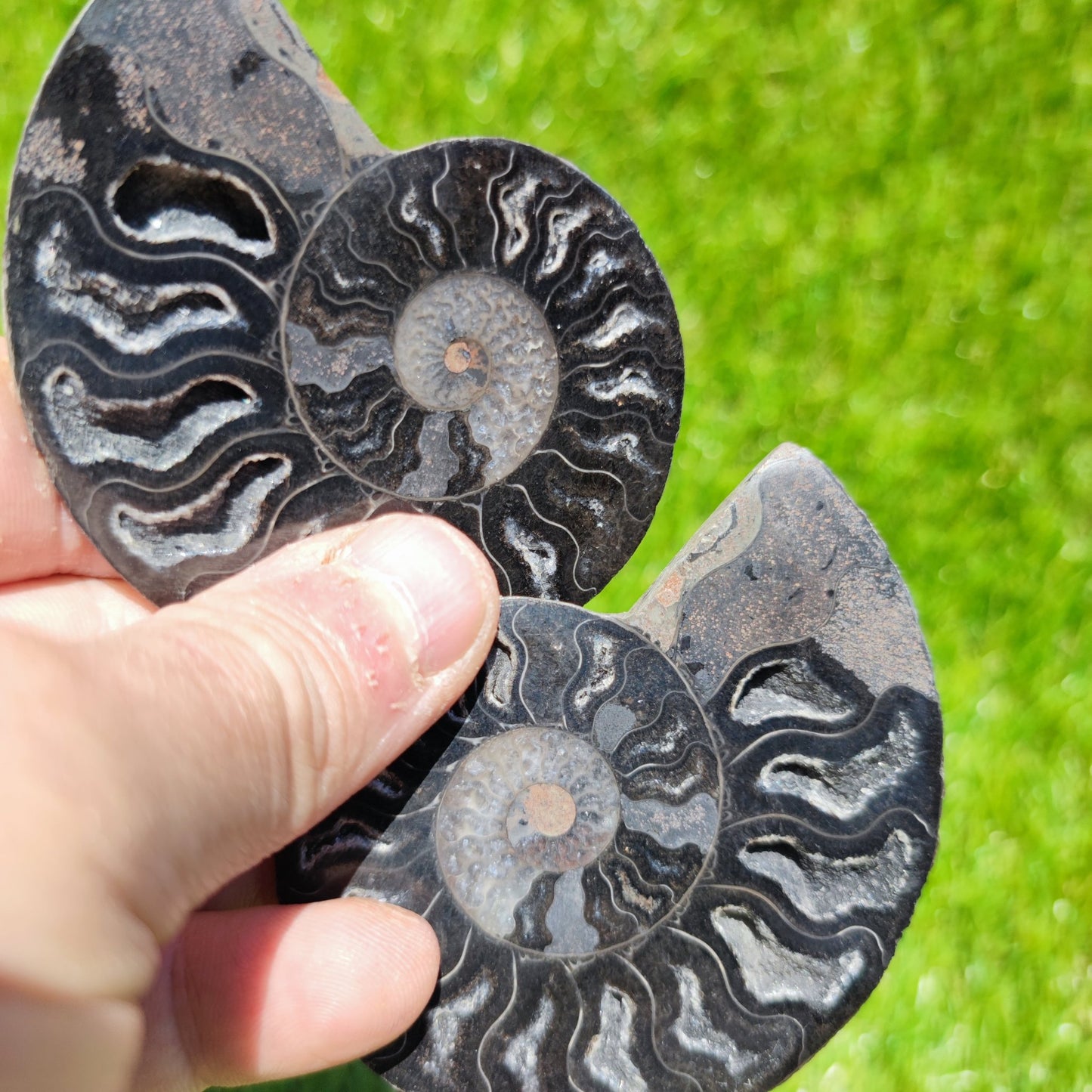 Black Madagascar ammonite calcite chambers - North Yorkshire Fossils