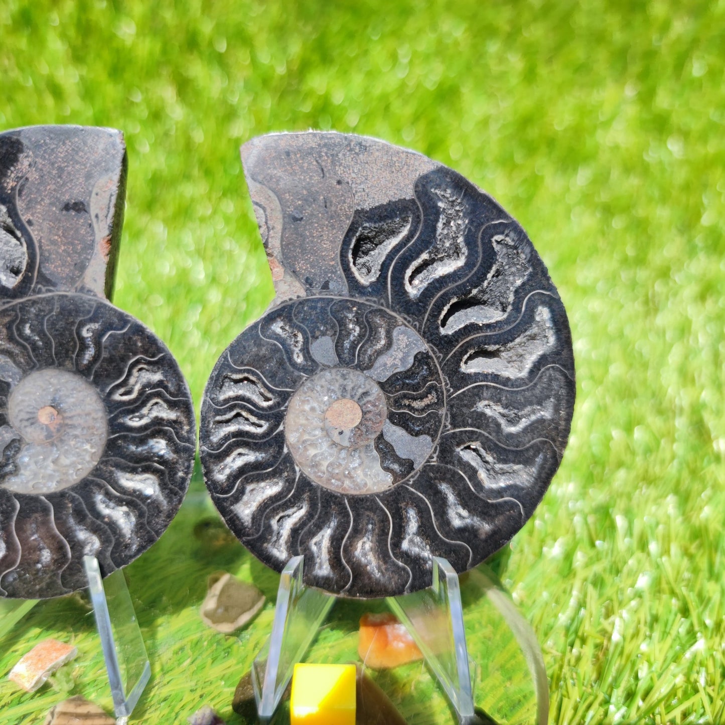 Black Madagascar ammonite calcite chambers - North Yorkshire Fossils