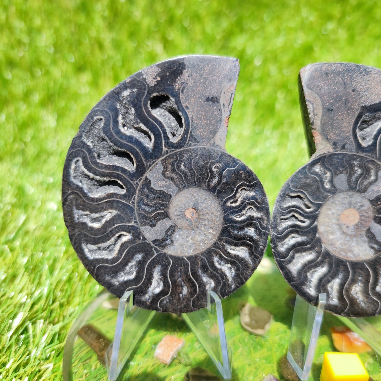 Black Madagascar ammonite calcite chambers - North Yorkshire Fossils