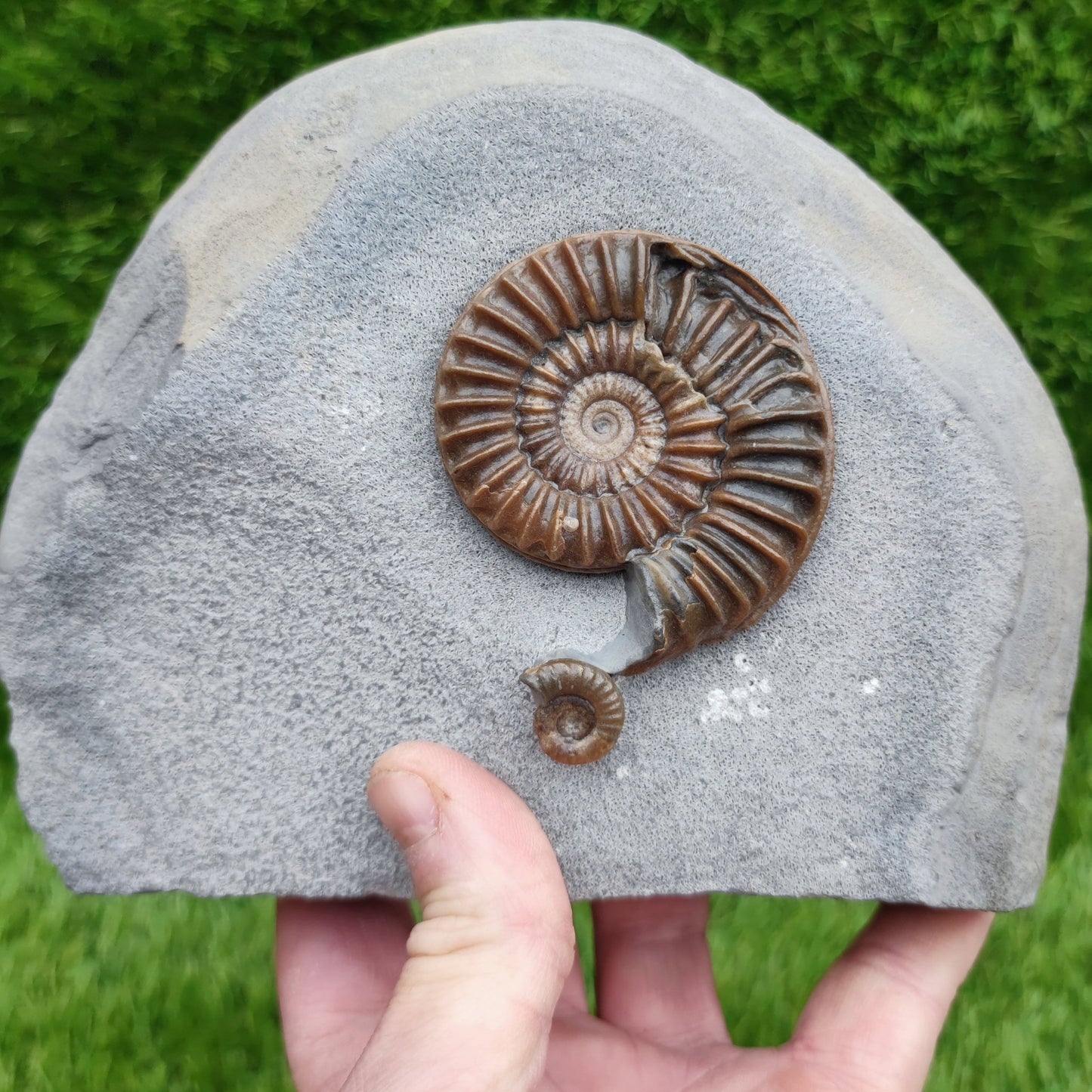 Caenisites ammonite fossil double Lyme Regis Dorset - North Yorkshire Fossils