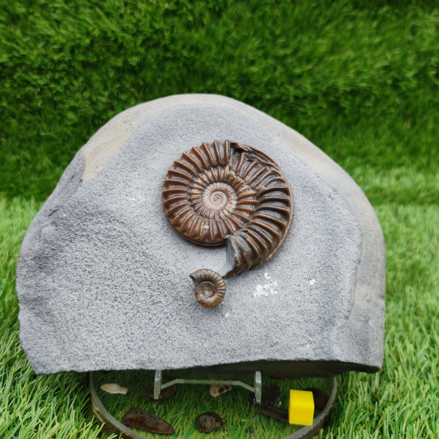 Caenisites ammonite fossil double Lyme Regis Dorset - North Yorkshire Fossils