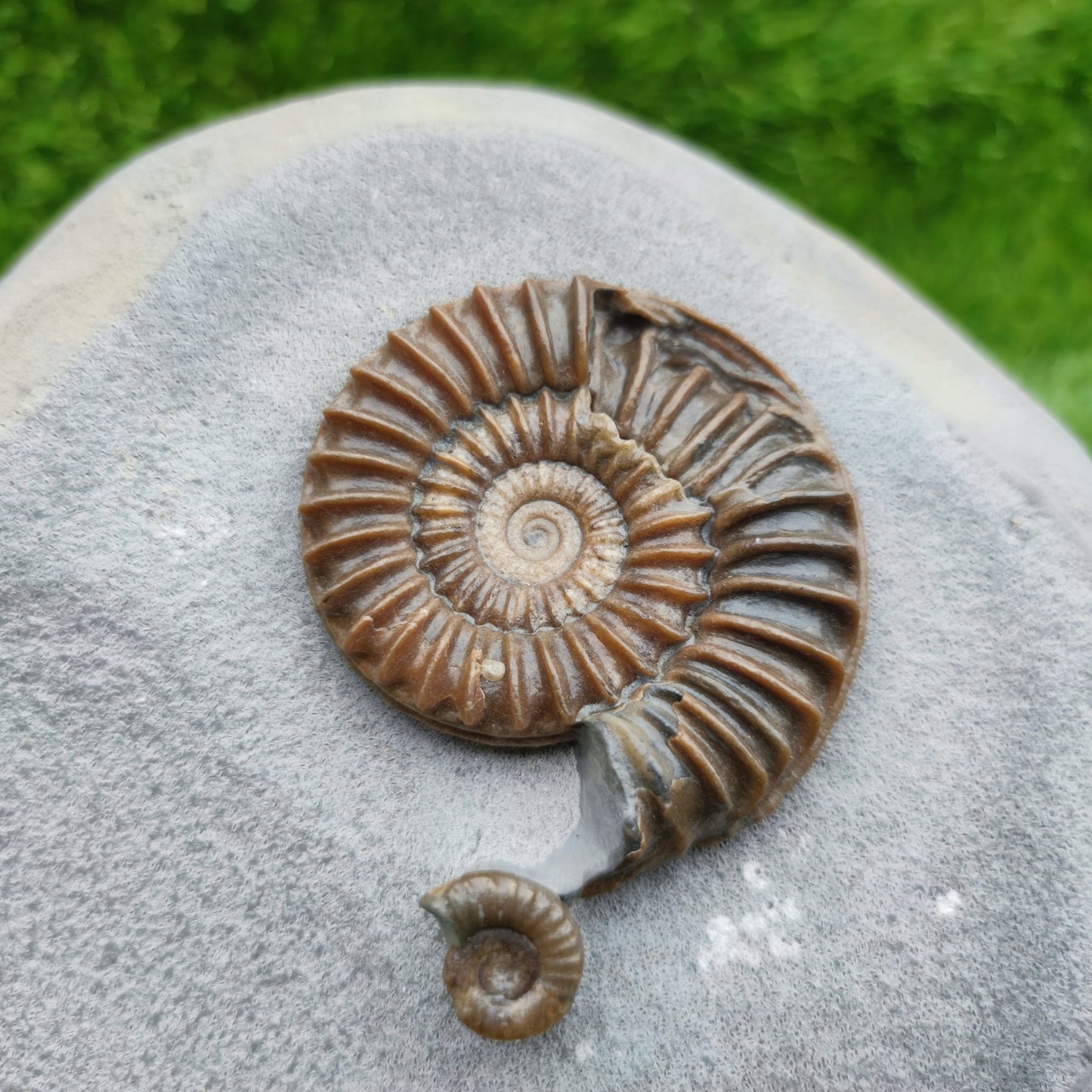 Caenisites ammonite fossil double Lyme Regis Dorset - North Yorkshire Fossils