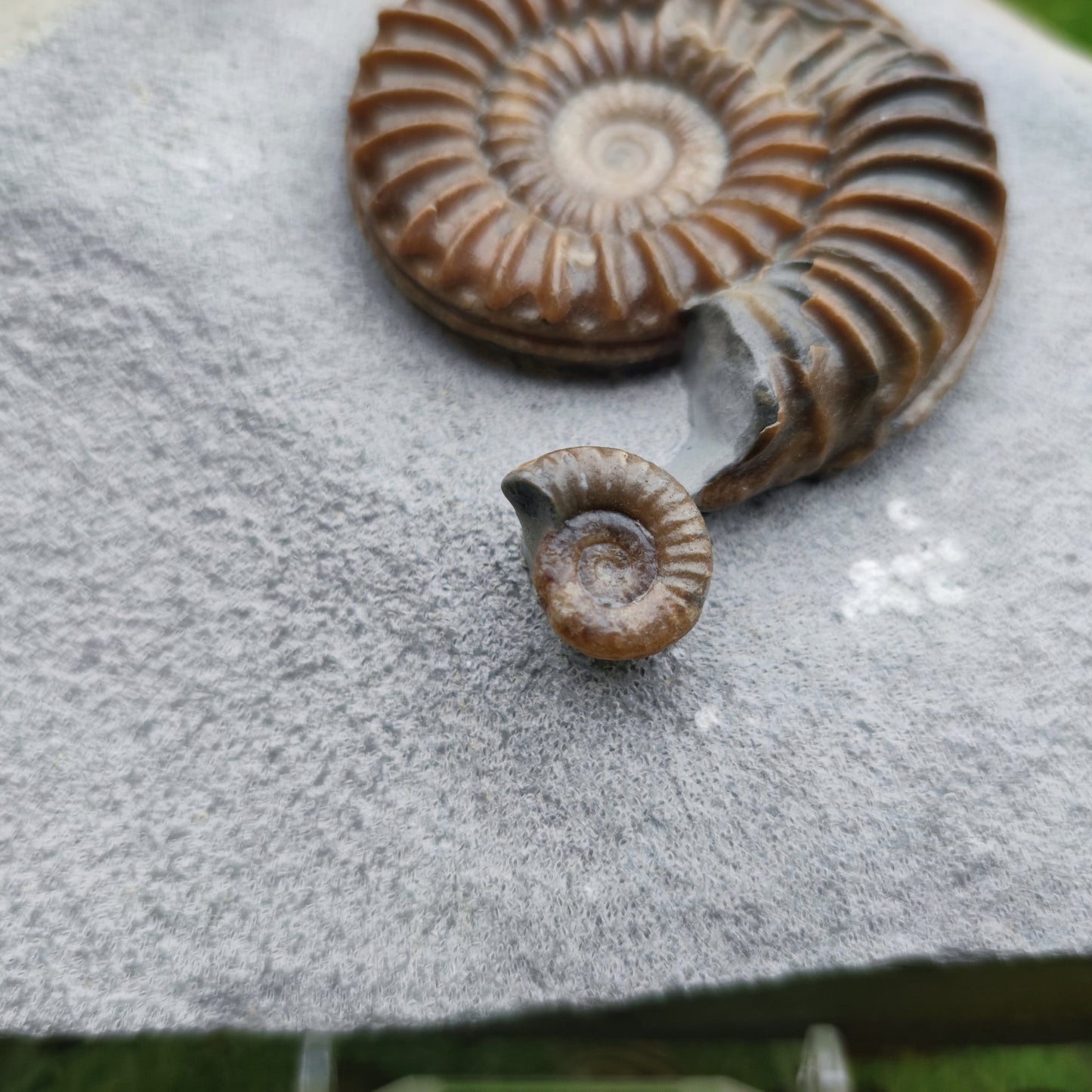 Caenisites ammonite fossil double Lyme Regis Dorset - North Yorkshire Fossils
