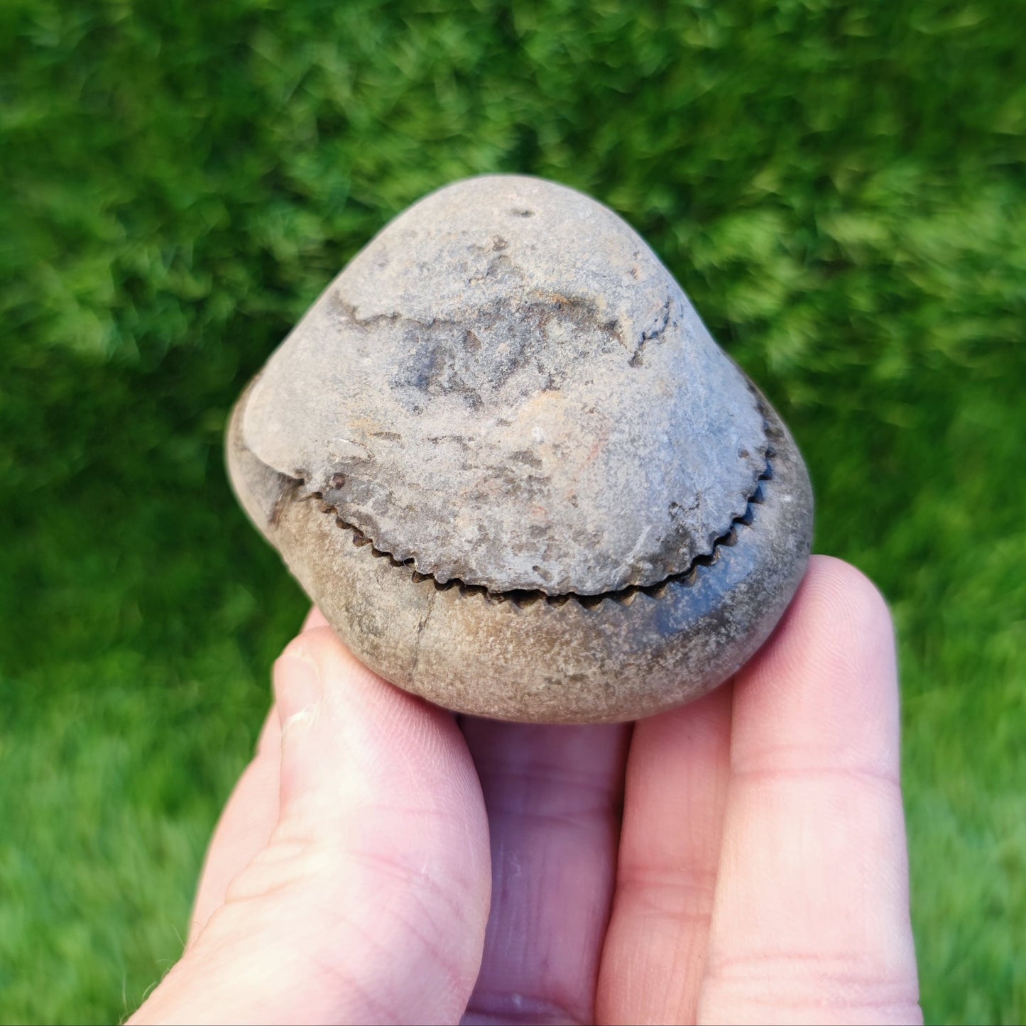 Catacoeloceras ammonite fossil split pair North Yorkshire Fossils - North Yorkshire Fossils