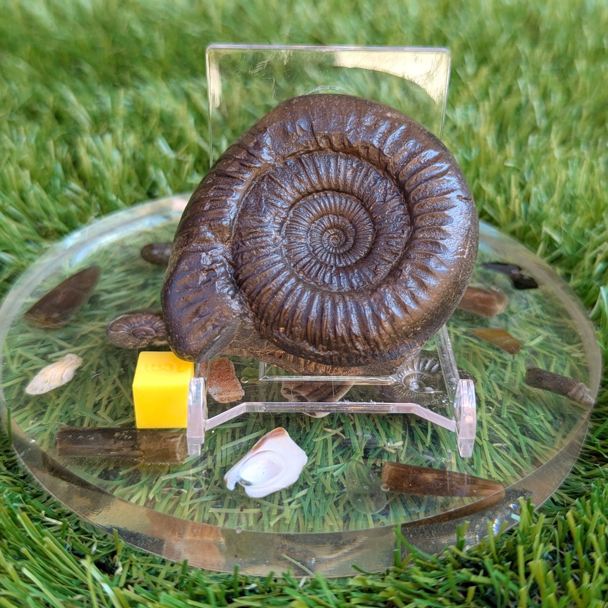 Catacoeloceras ammonite North Yorkshire fossils - North Yorkshire Fossils
