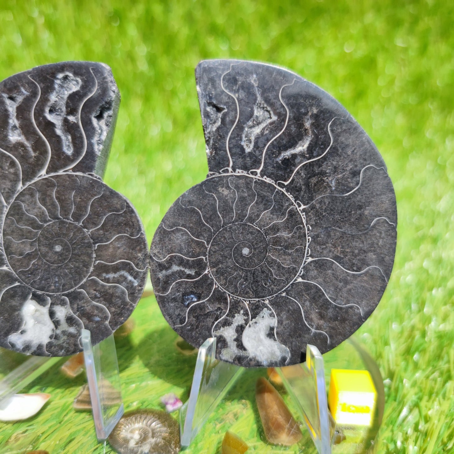 Cleoniceras rare black ammonite - North Yorkshire Fossils