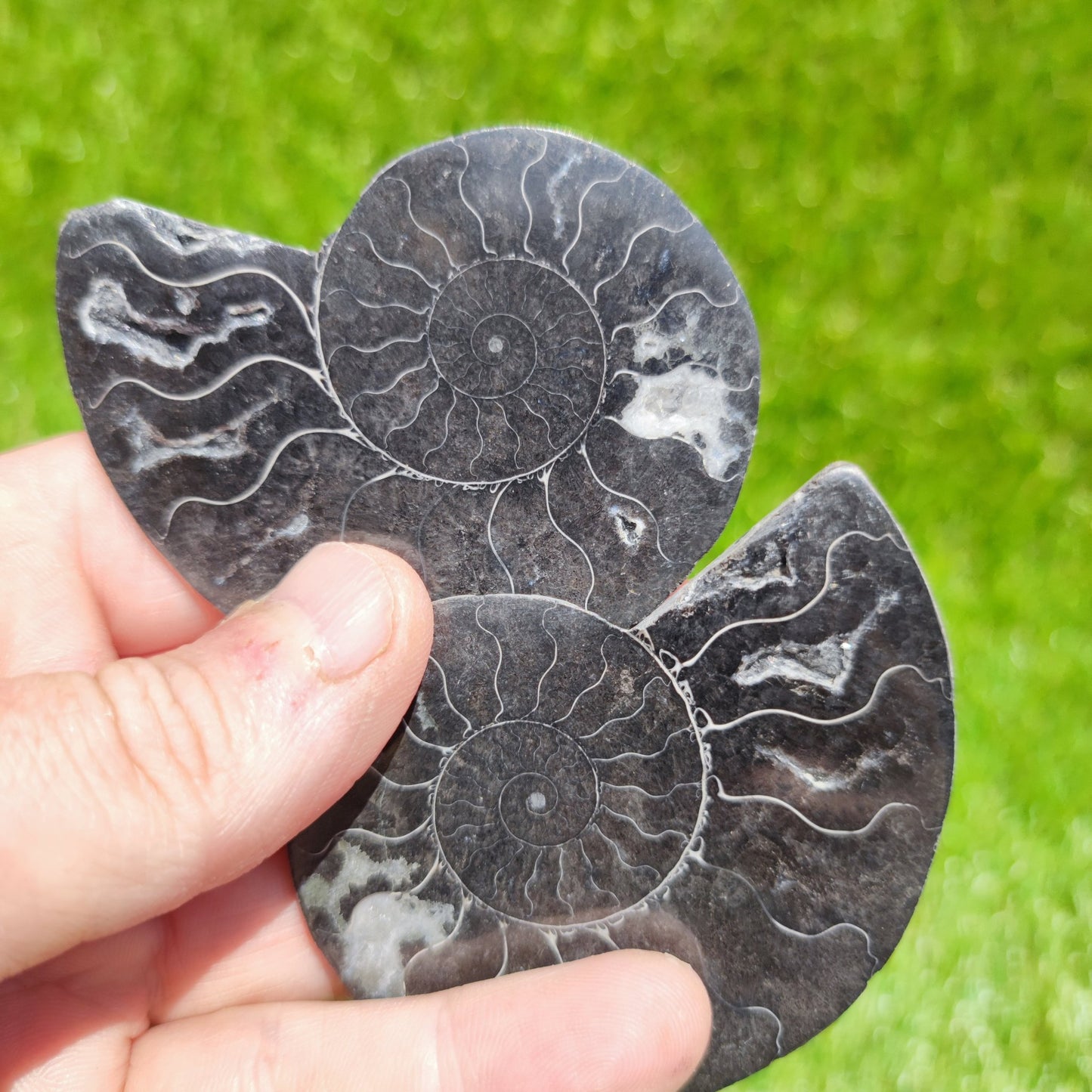 Cleoniceras rare black ammonite - North Yorkshire Fossils