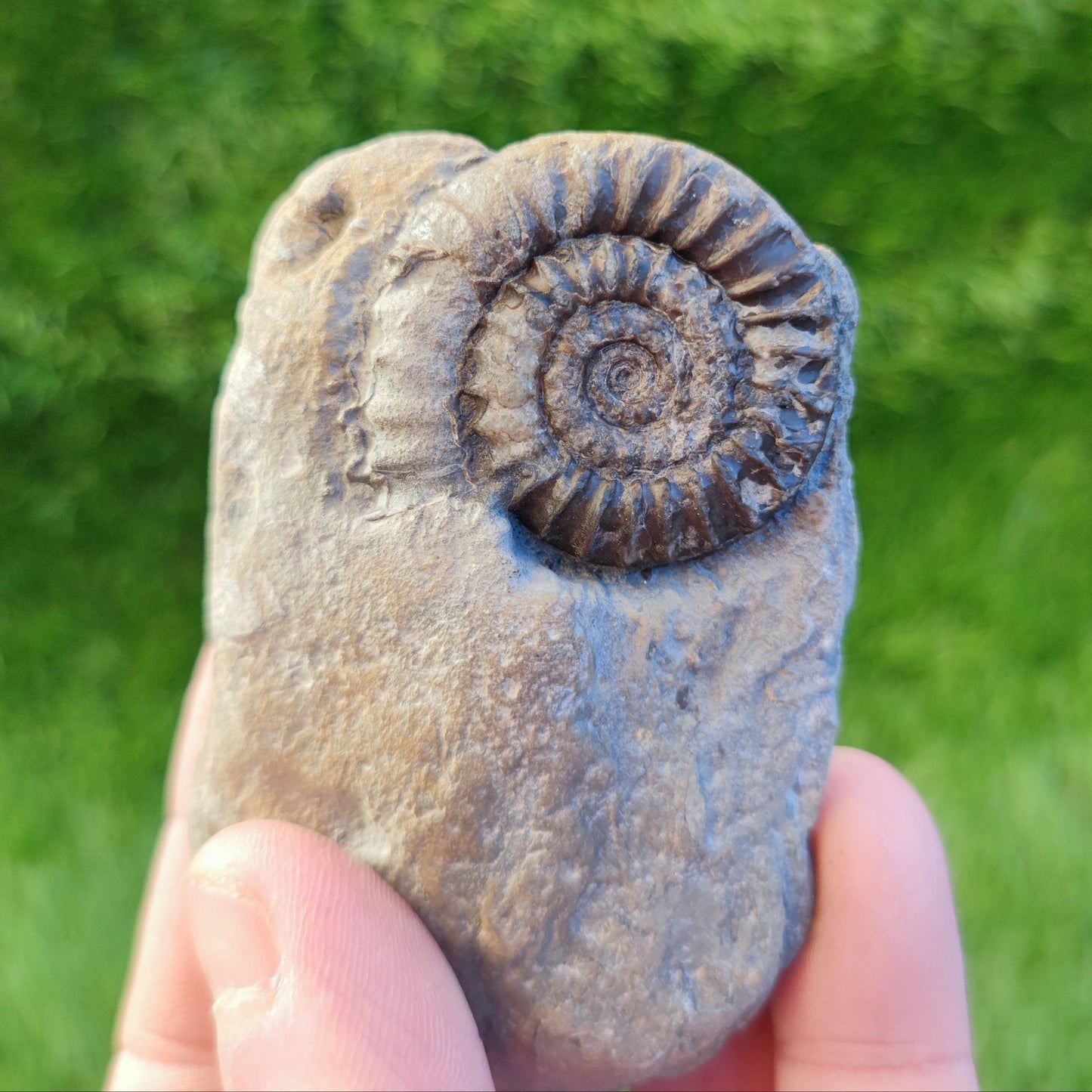 Coroniceras ammonite fossil North Yorkshire fossils - North Yorkshire Fossils