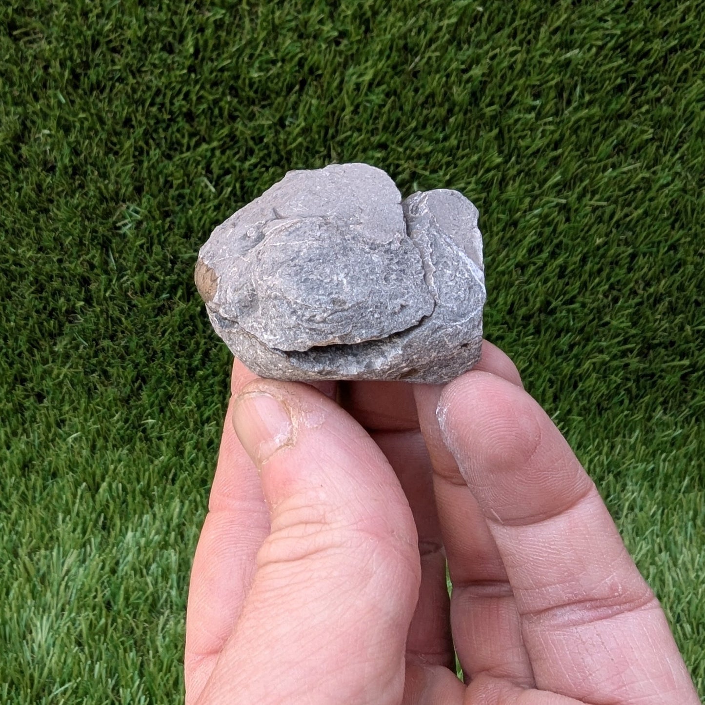 Coroniceras ammonite fossil split pair - North Yorkshire Fossils