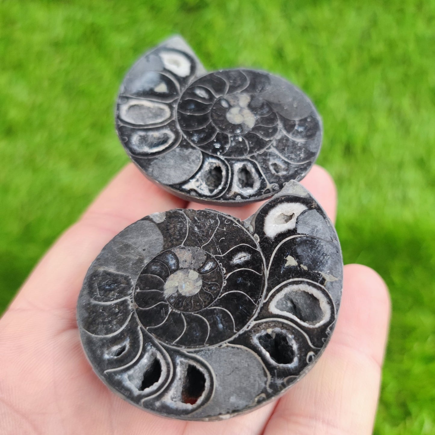 Cut and polished cleoniceras ammonite fossil North Yorkshire Fossils - North Yorkshire Fossils