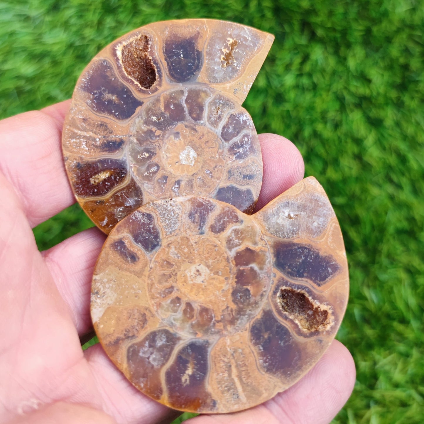 Cut and polished Madagascar ammonite fossil - North Yorkshire Fossils