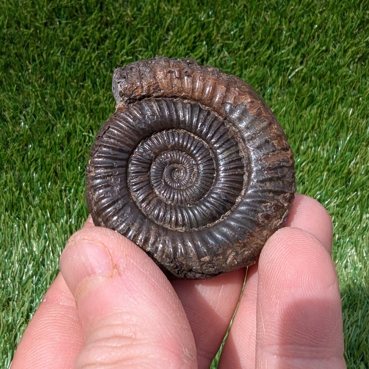Dactylioceras ammonite fossil 3D matrix free North Yorkshire fossils - North Yorkshire Fossils