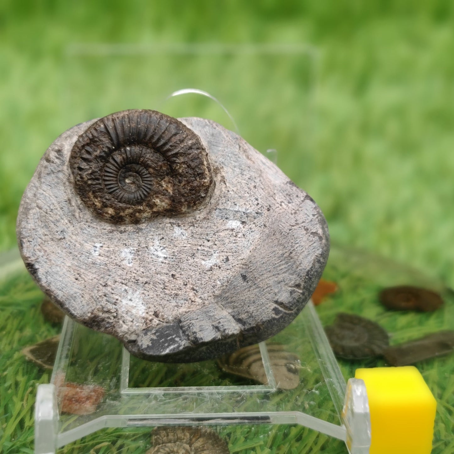 Dactylioceras ammonite fossil - North Yorkshire Fossils