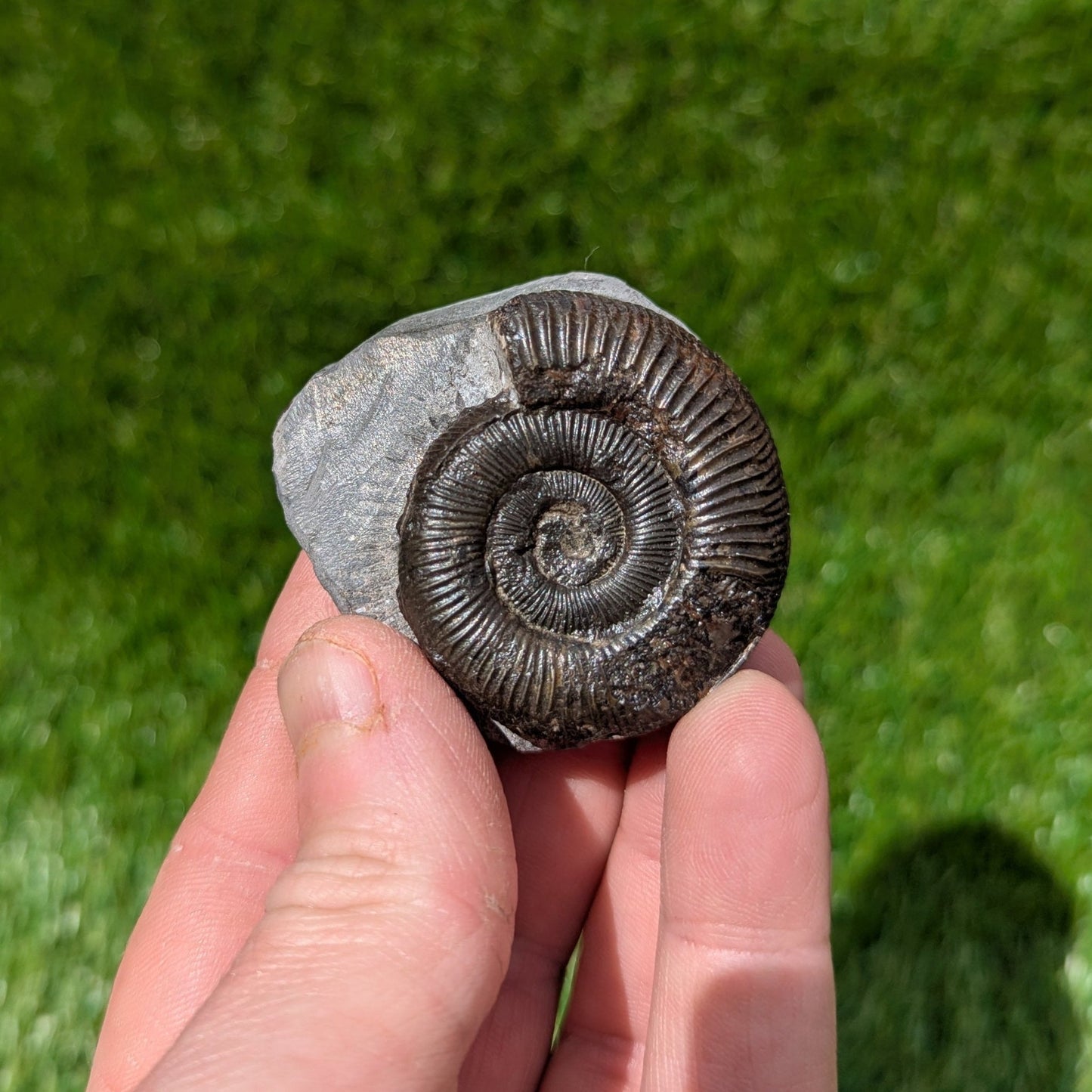 Dactylioceras ammonite fossil from the Jurassic coast of North Yorkshire - North Yorkshire Fossils