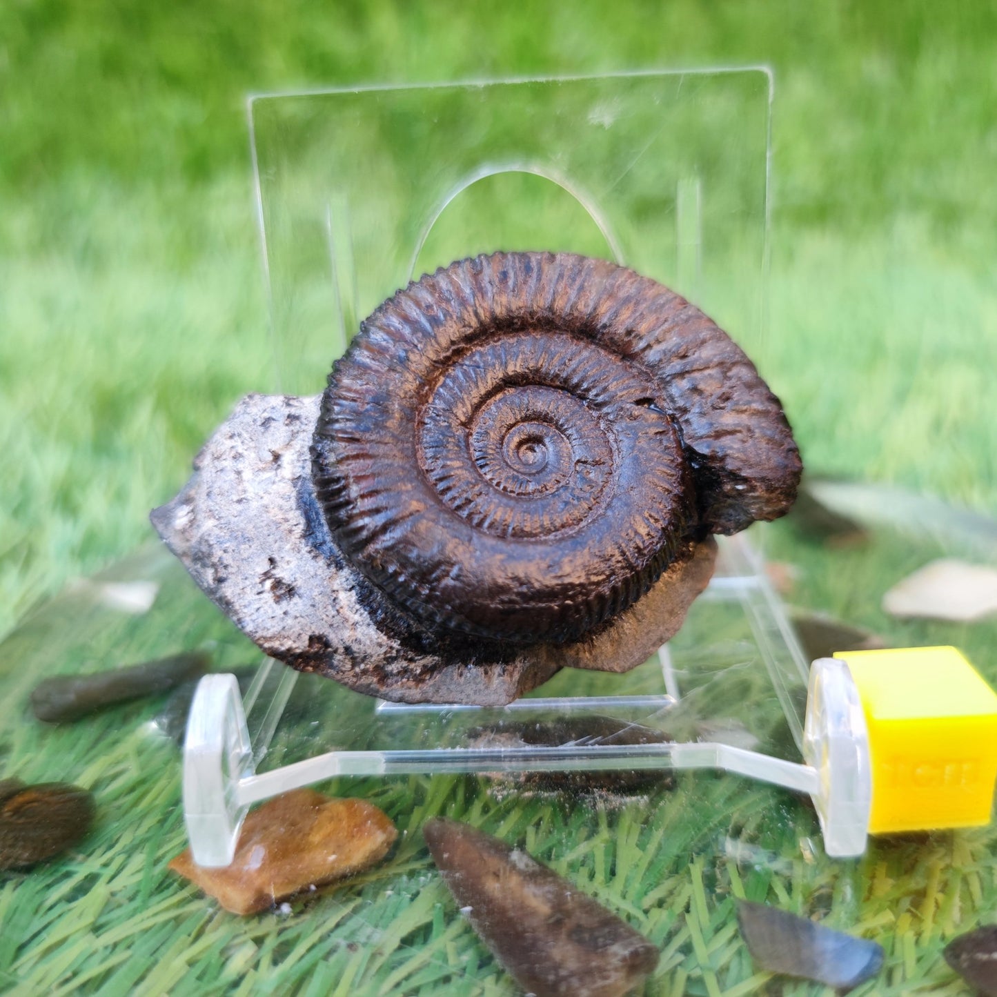 Dactylioceras ammonite fossil from Whitby - North Yorkshire Fossils