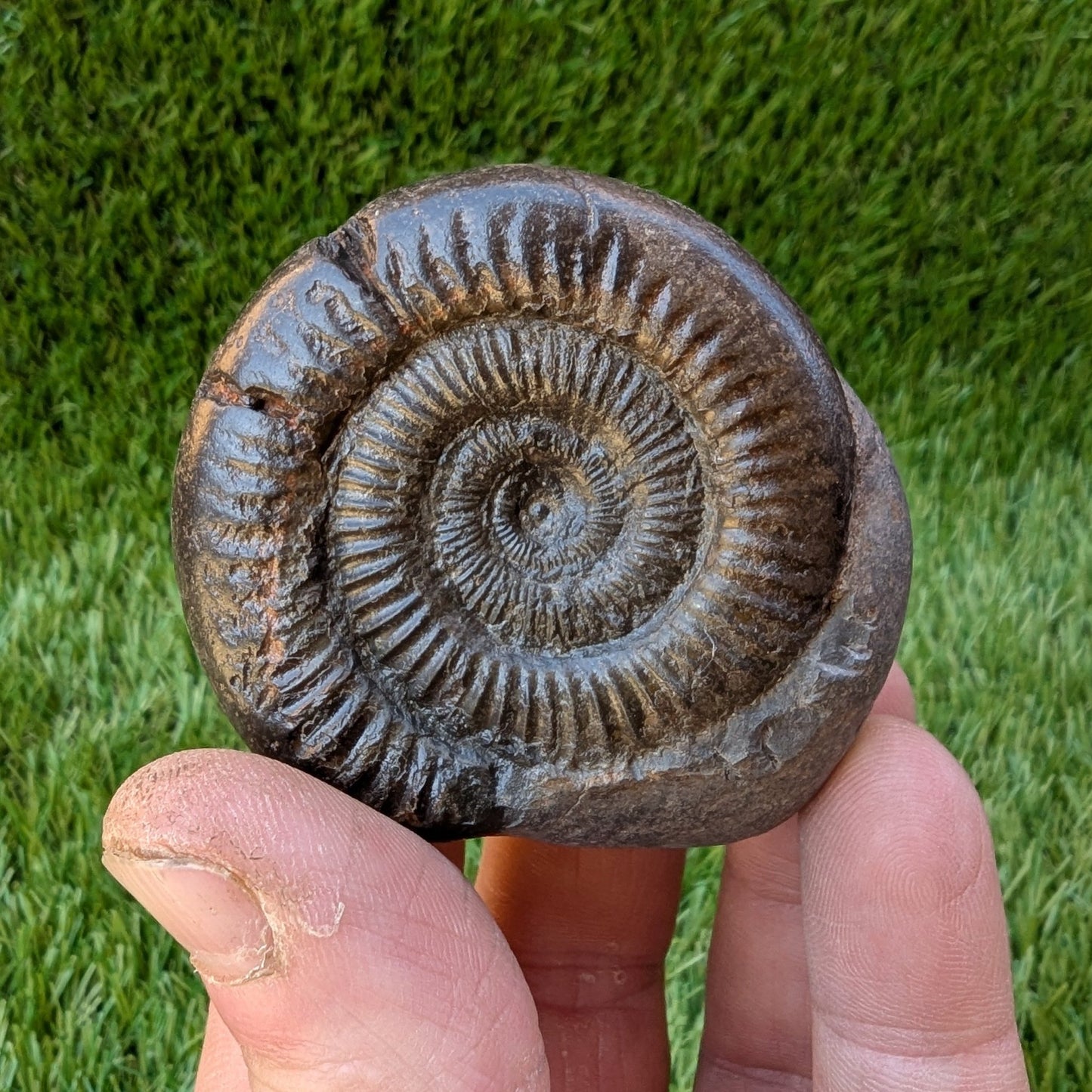 Dactylioceras ammonite fossil Jurassic coast Whitby - North Yorkshire Fossils