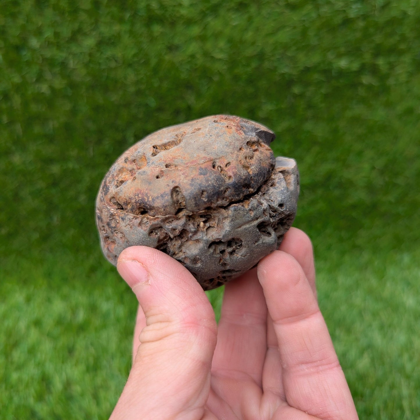 Dactylioceras ammonite fossil split pair - North Yorkshire Fossils