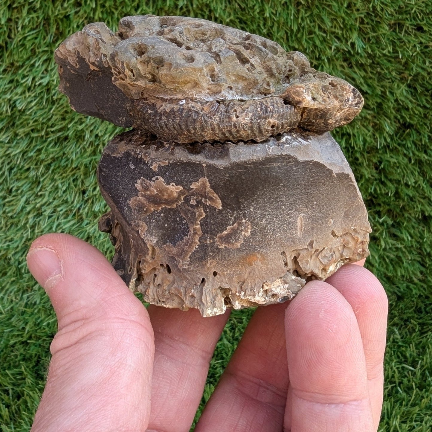 Dactylioceras ammonite fossil split pair North Yorkshire fossils - North Yorkshire Fossils