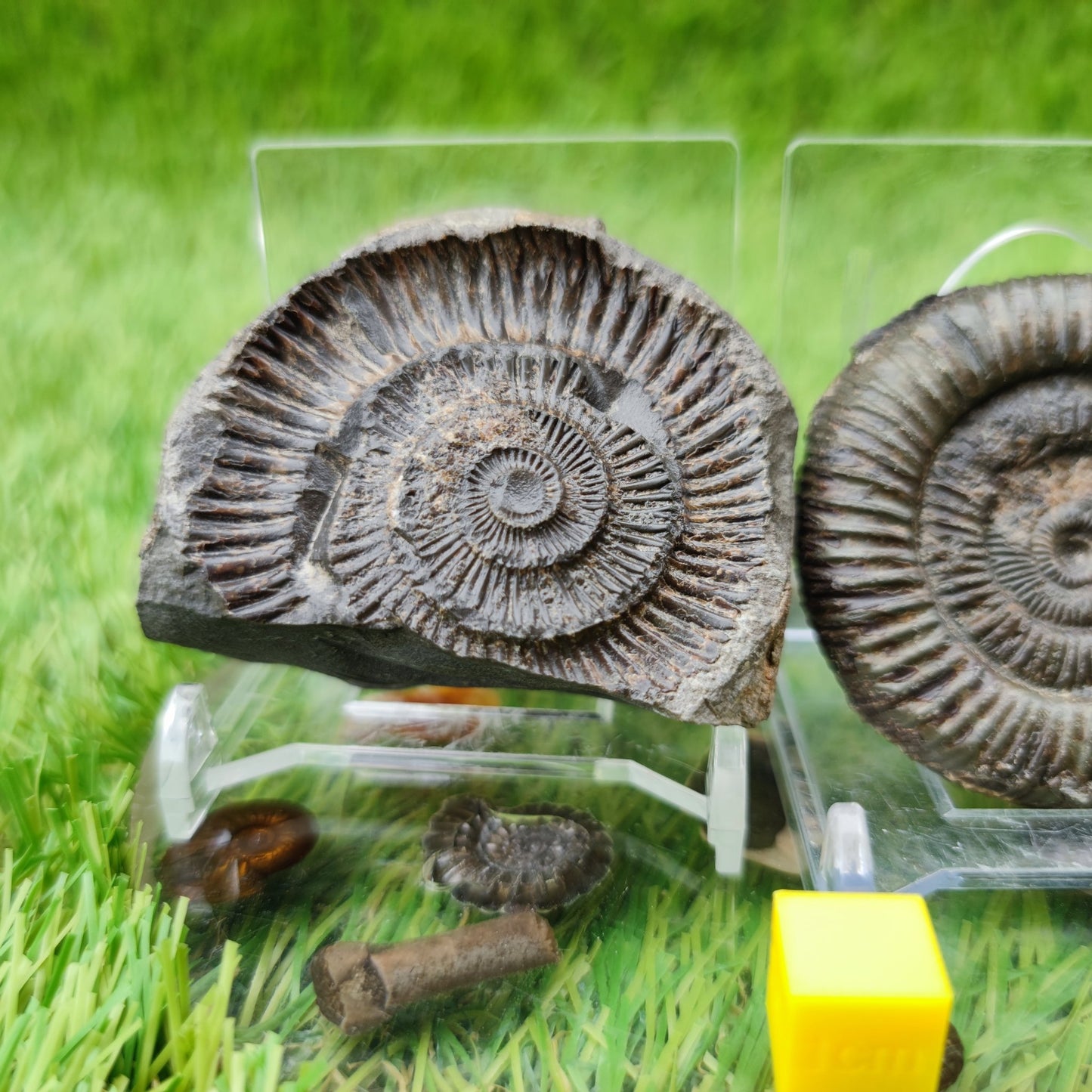 Dactylioceras ammonite fossil split pair North Yorkshire UK - North Yorkshire Fossils