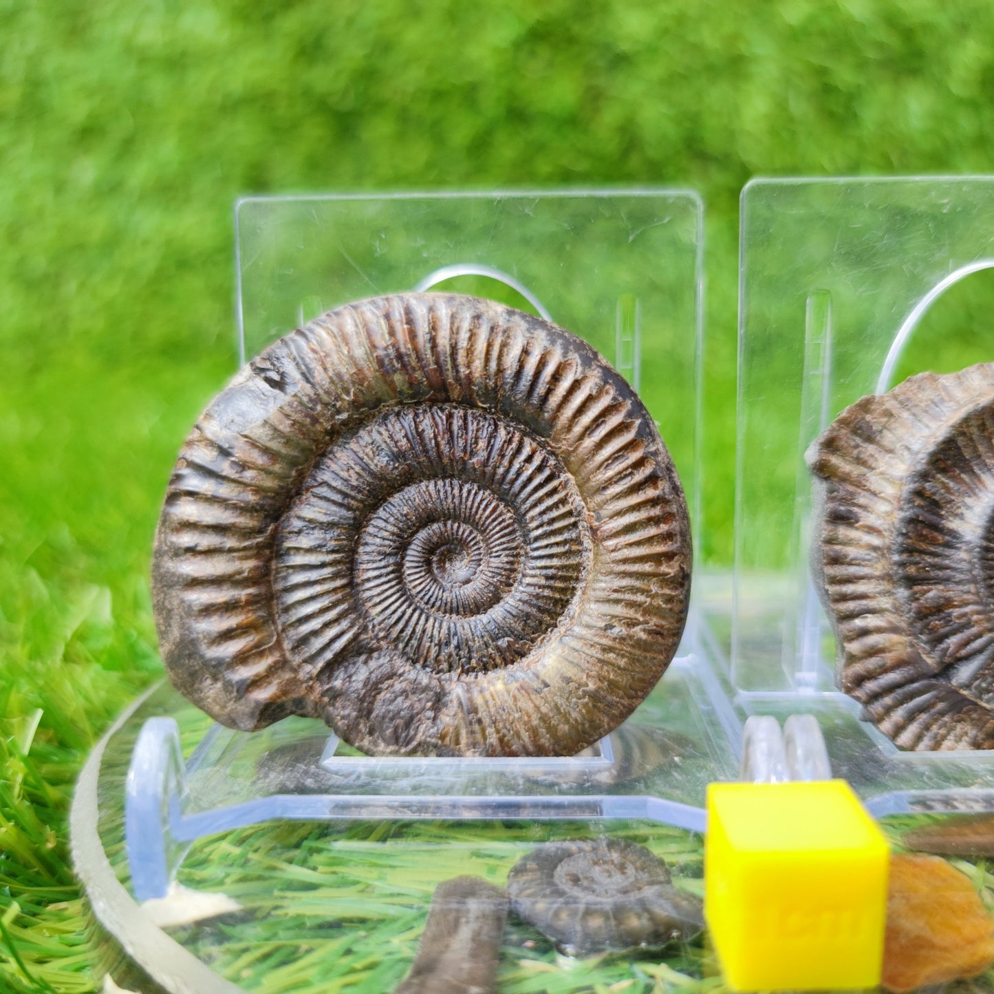 Dactylioceras ammonite fossil split pair North Yorkshire UK - North Yorkshire Fossils