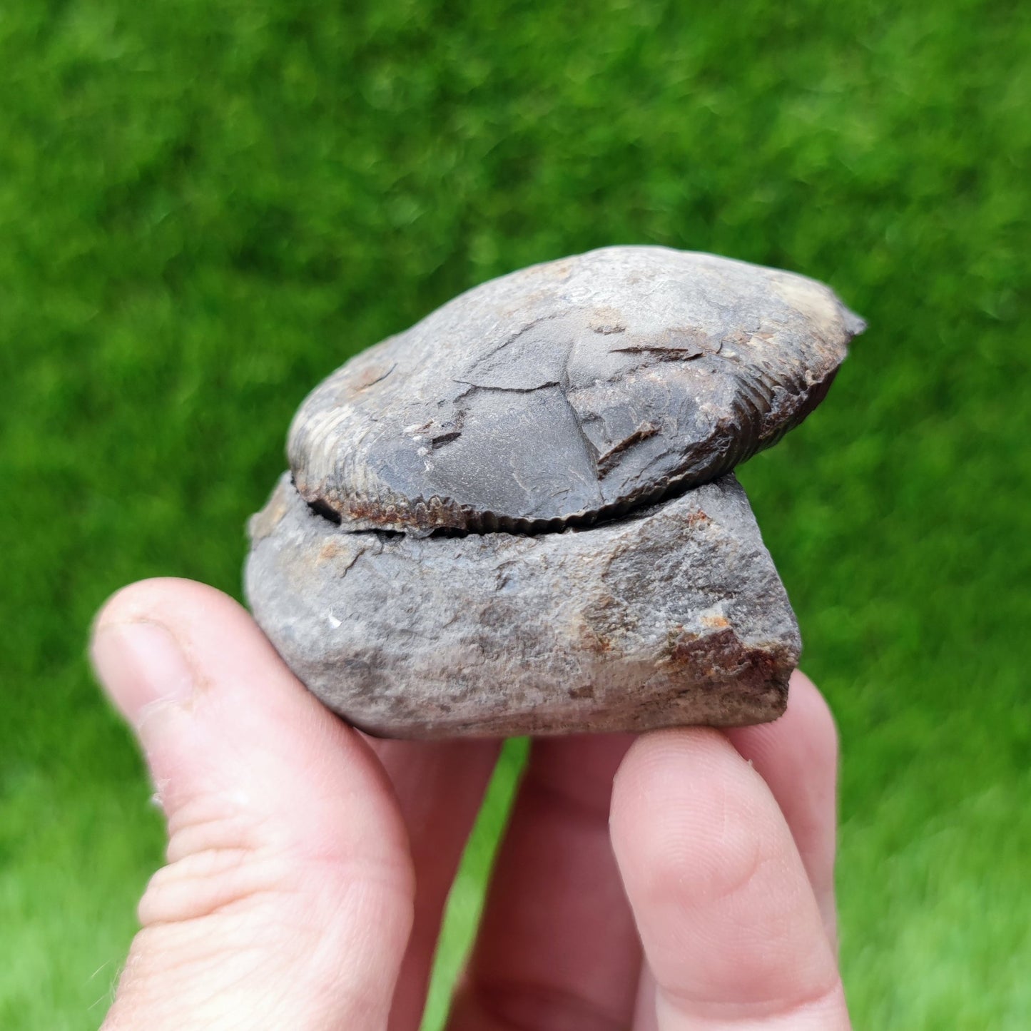 Dactylioceras ammonite fossil split pair North Yorkshire UK - North Yorkshire Fossils