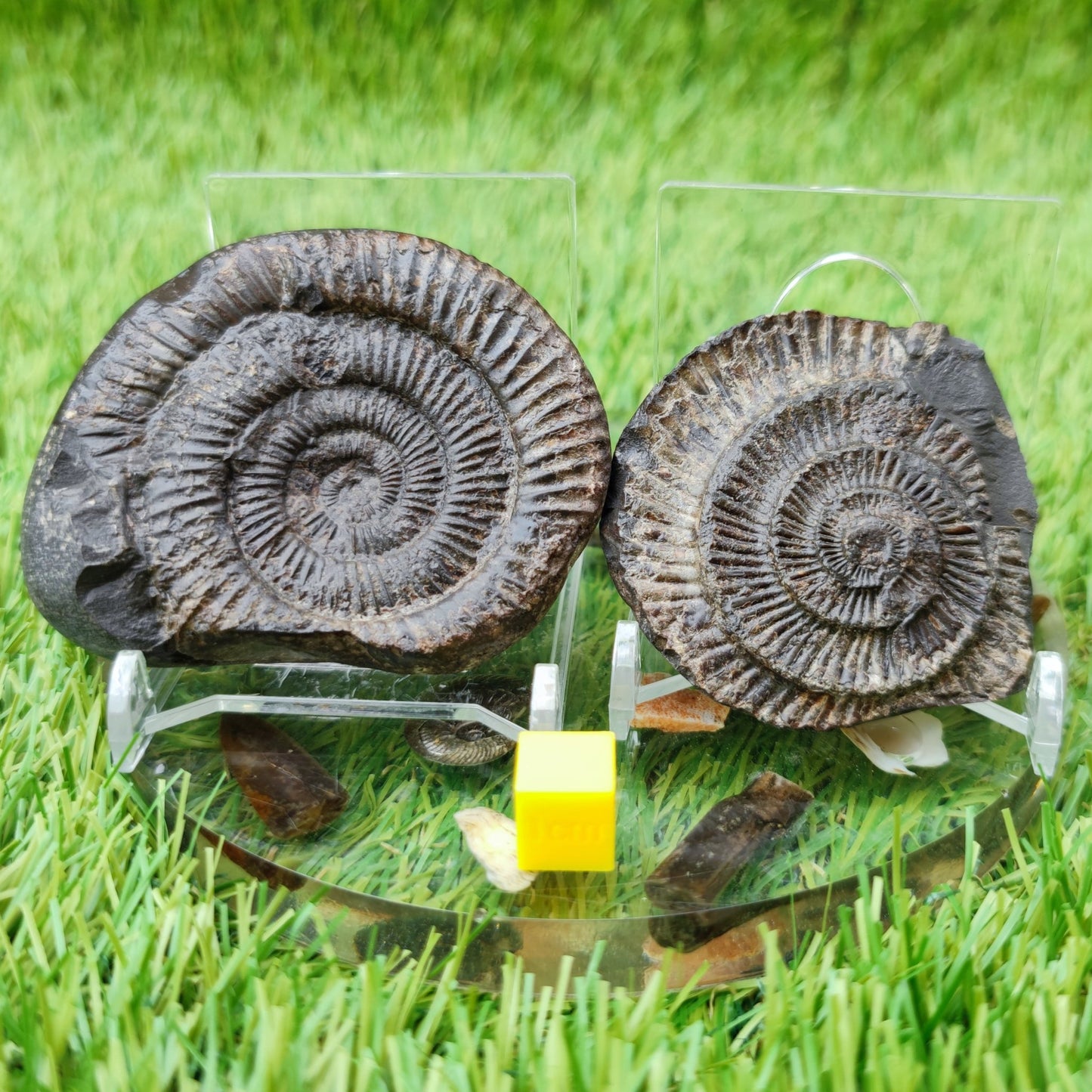 Dactylioceras ammonite fossil split pair North Yorkshire UK - North Yorkshire Fossils