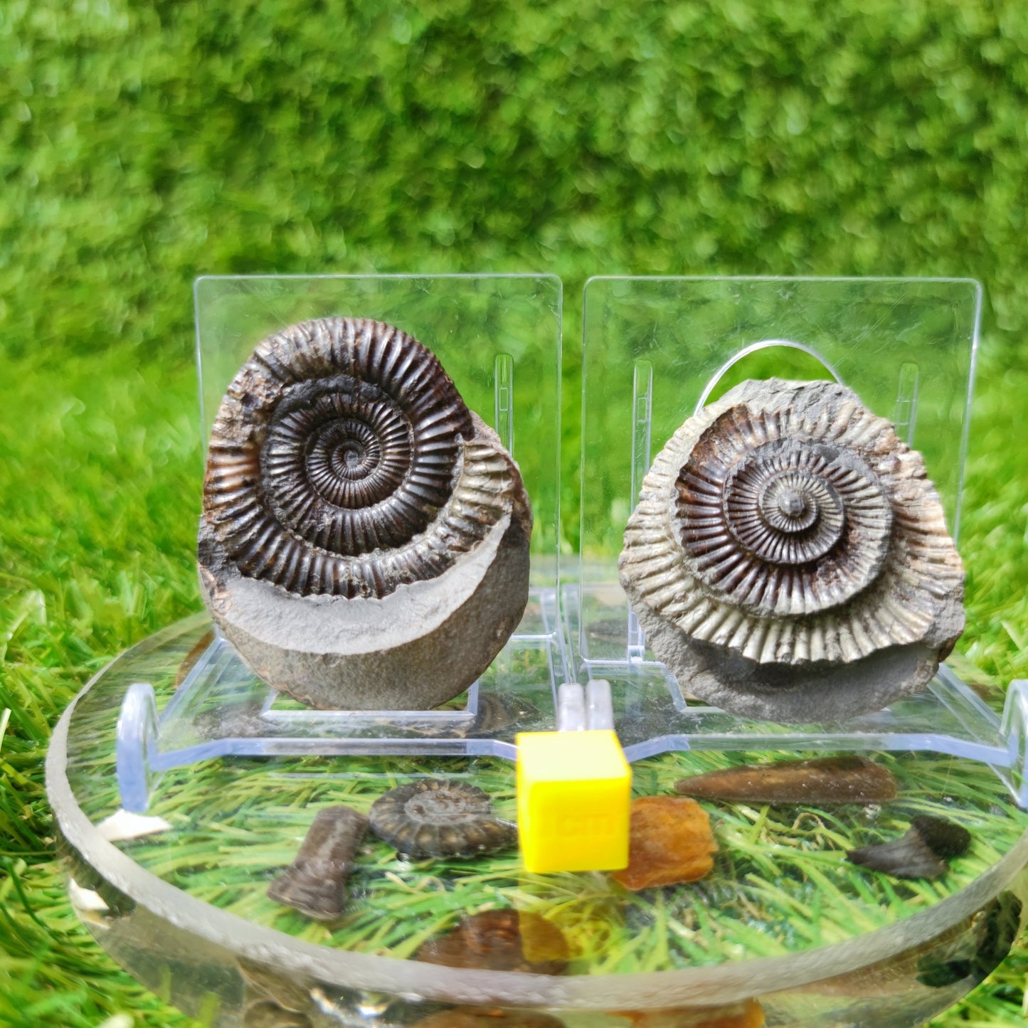 Dactylioceras ammonite fossil split pair North Yorkshire UK - North Yorkshire Fossils