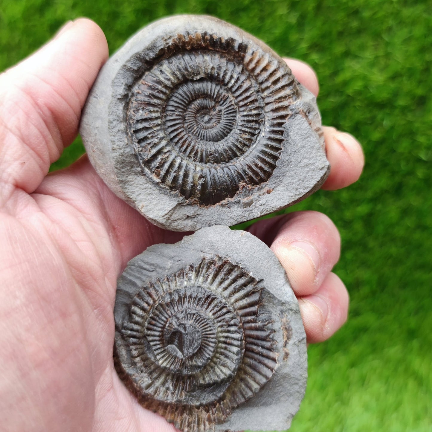 Dactylioceras ammonite fossil split pair North Yorkshire UK - North Yorkshire Fossils