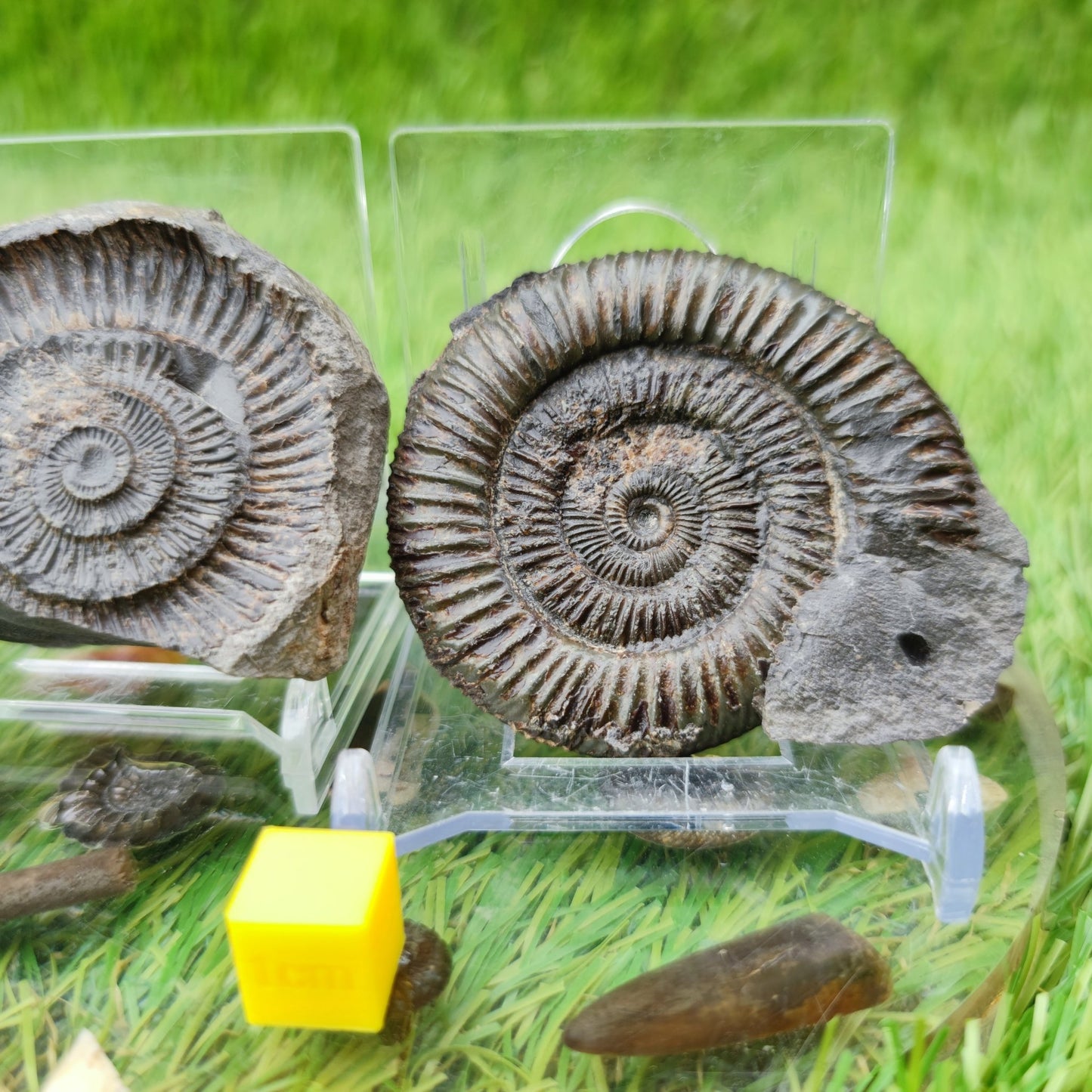 Dactylioceras ammonite fossil split pair North Yorkshire UK - North Yorkshire Fossils